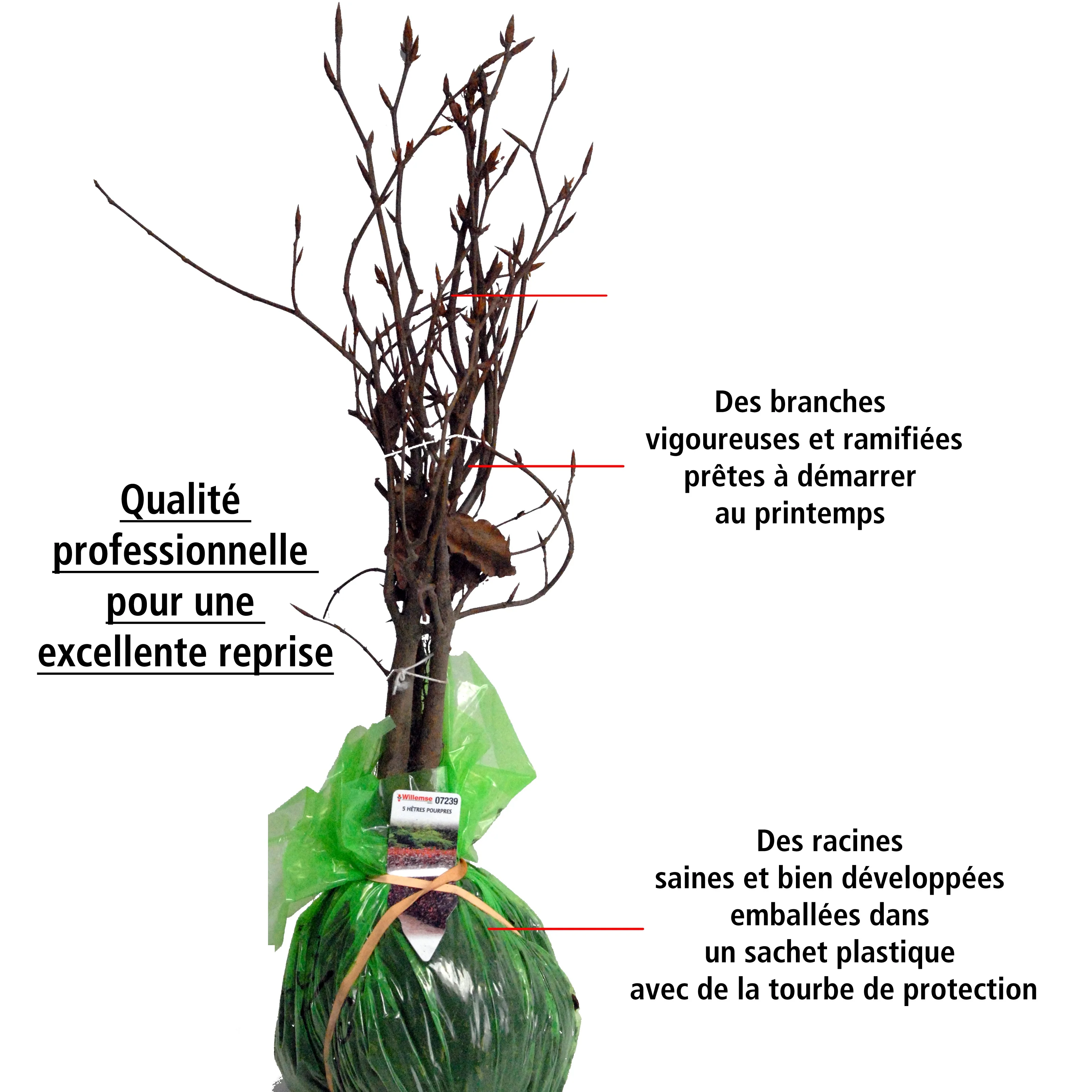 10 Hêtres pourpres - Haie de 3 m linéaire - Image 5