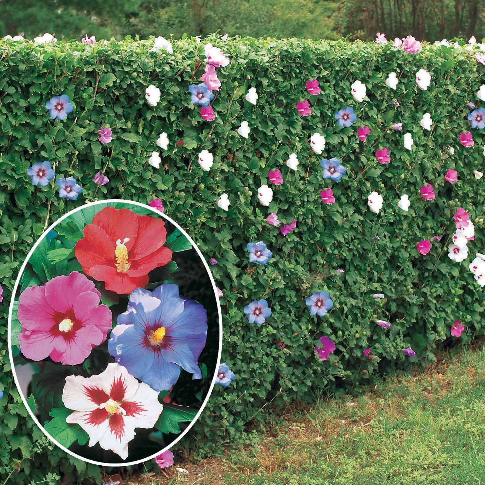 10 Hibiscus de jardin - Haie de 8 m linéaire