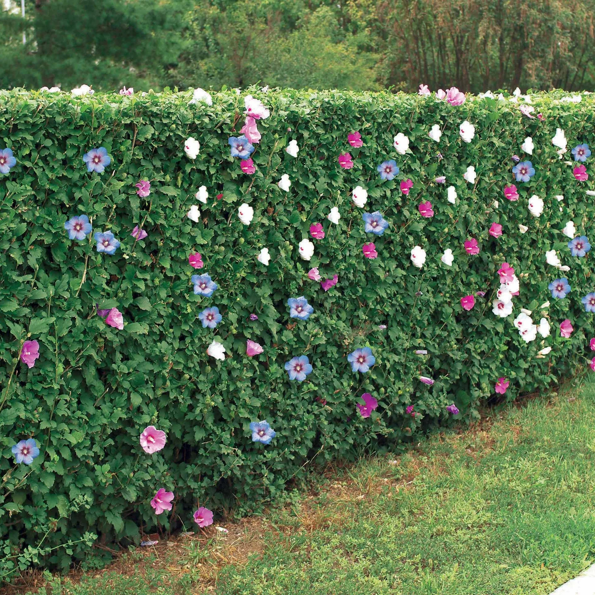 10 Hibiscus de jardin - Haie de 8 m linéaire - Image 2