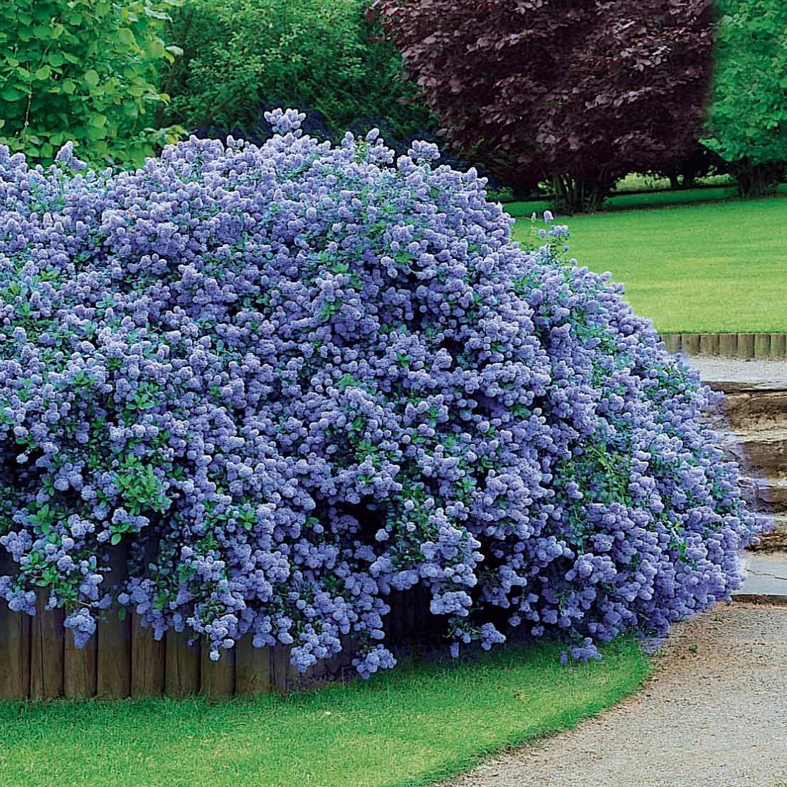 2 Céanothes Victoria ou Lilas de Californie