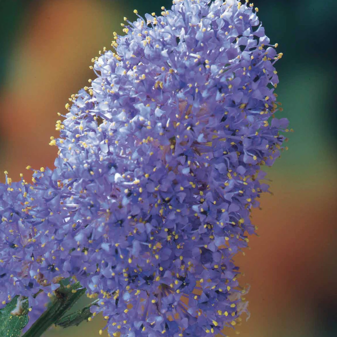 2 Céanothes Victoria ou Lilas de Californie - Image 2