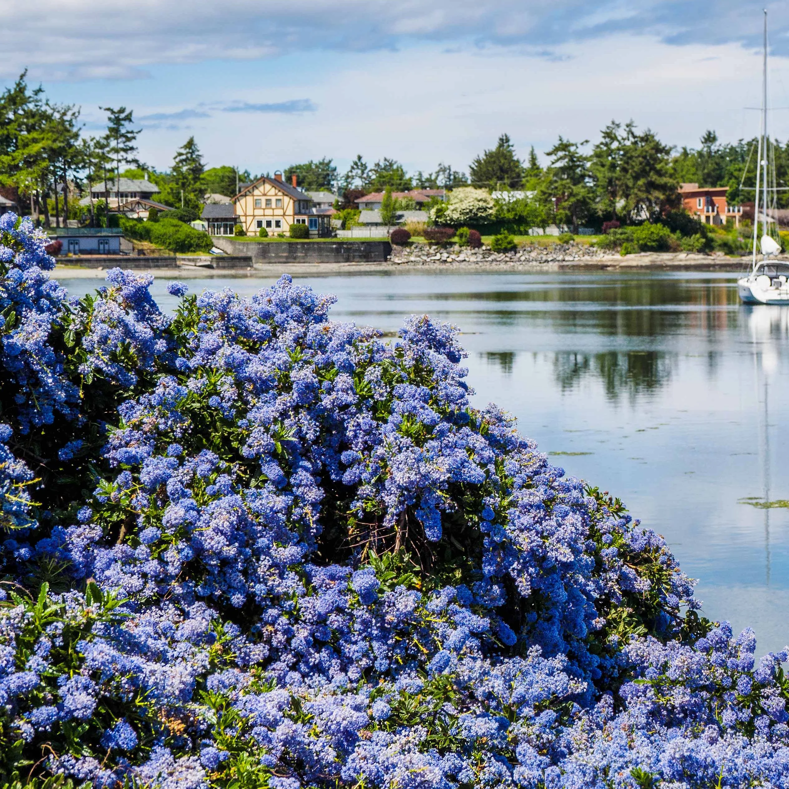 2 Céanothes Victoria ou Lilas de Californie - Image 3