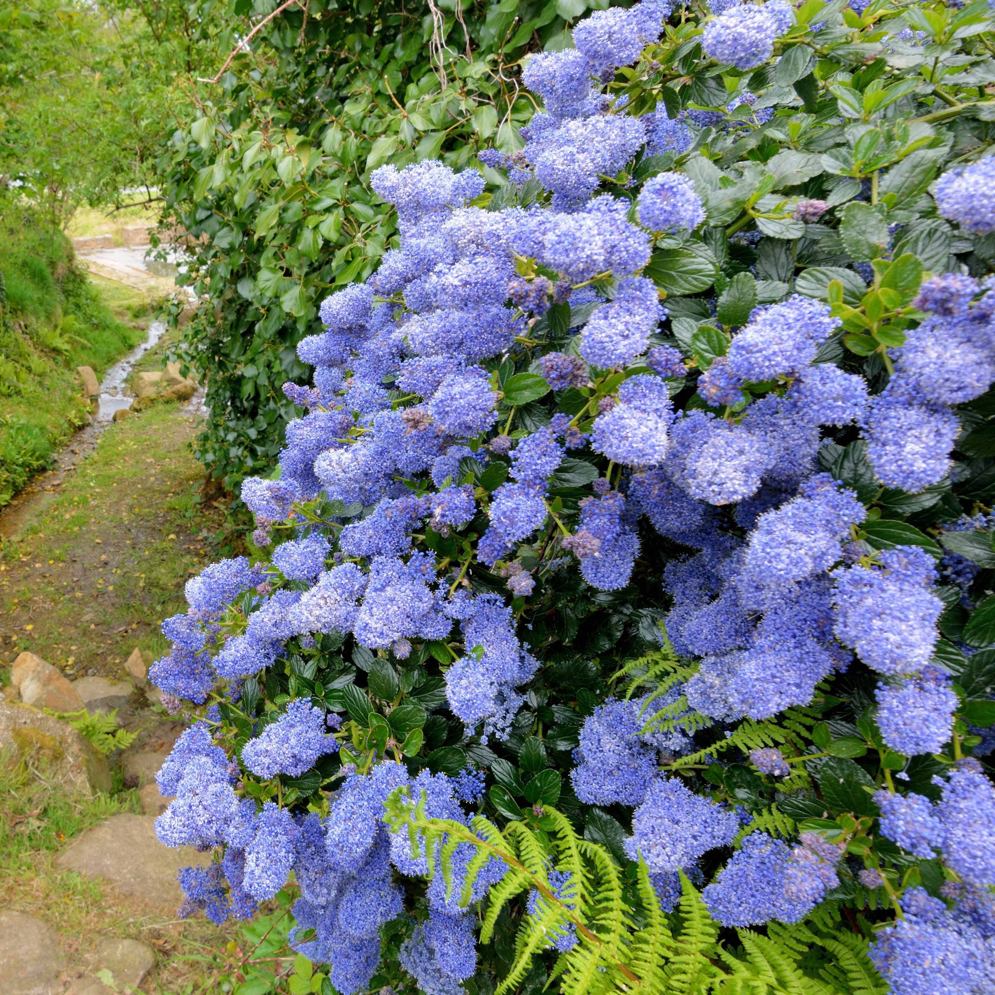 2 Céanothes Victoria ou Lilas de Californie - Image 5
