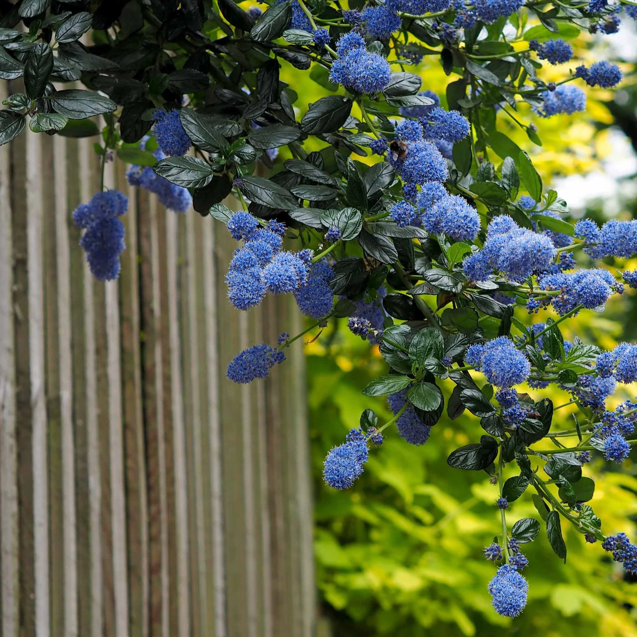 2 Céanothes Victoria ou Lilas de Californie - Image 6