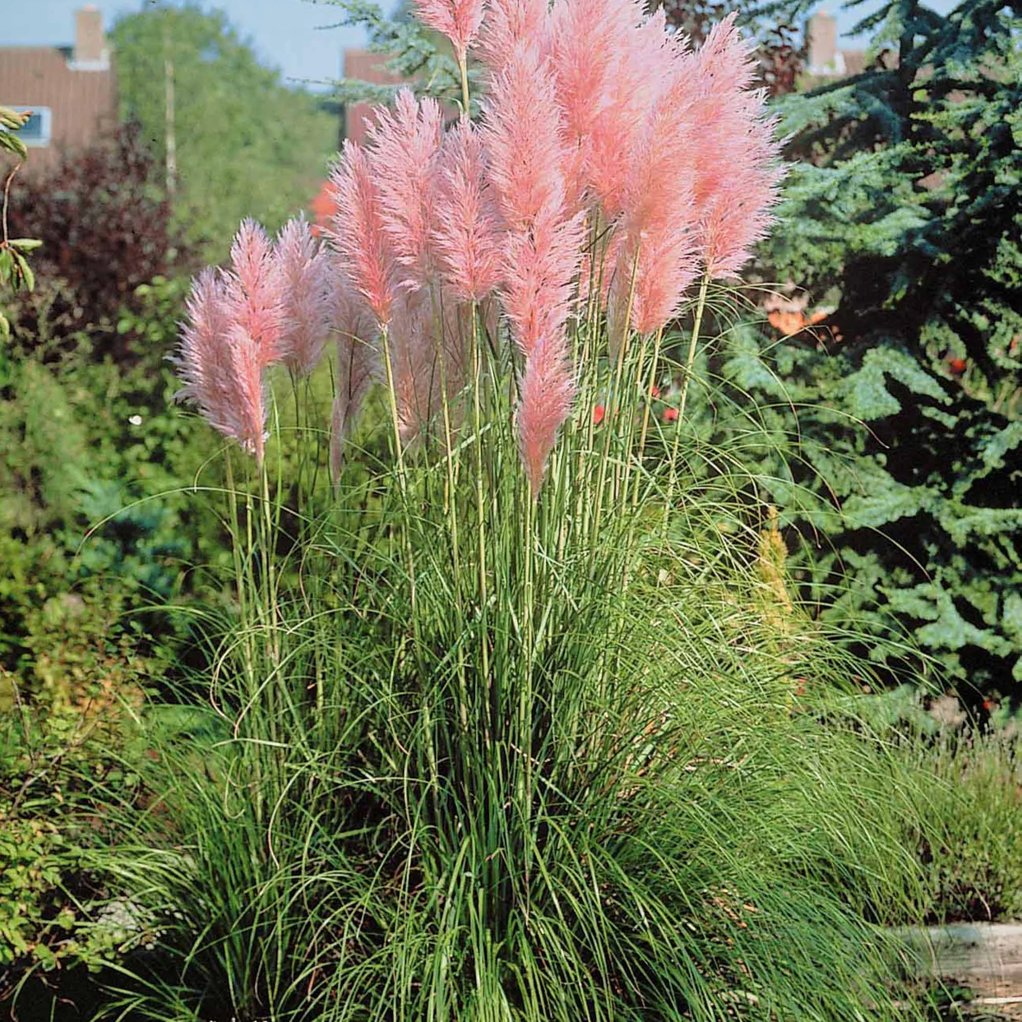 2 Herbes de la pampa roses - Image 2