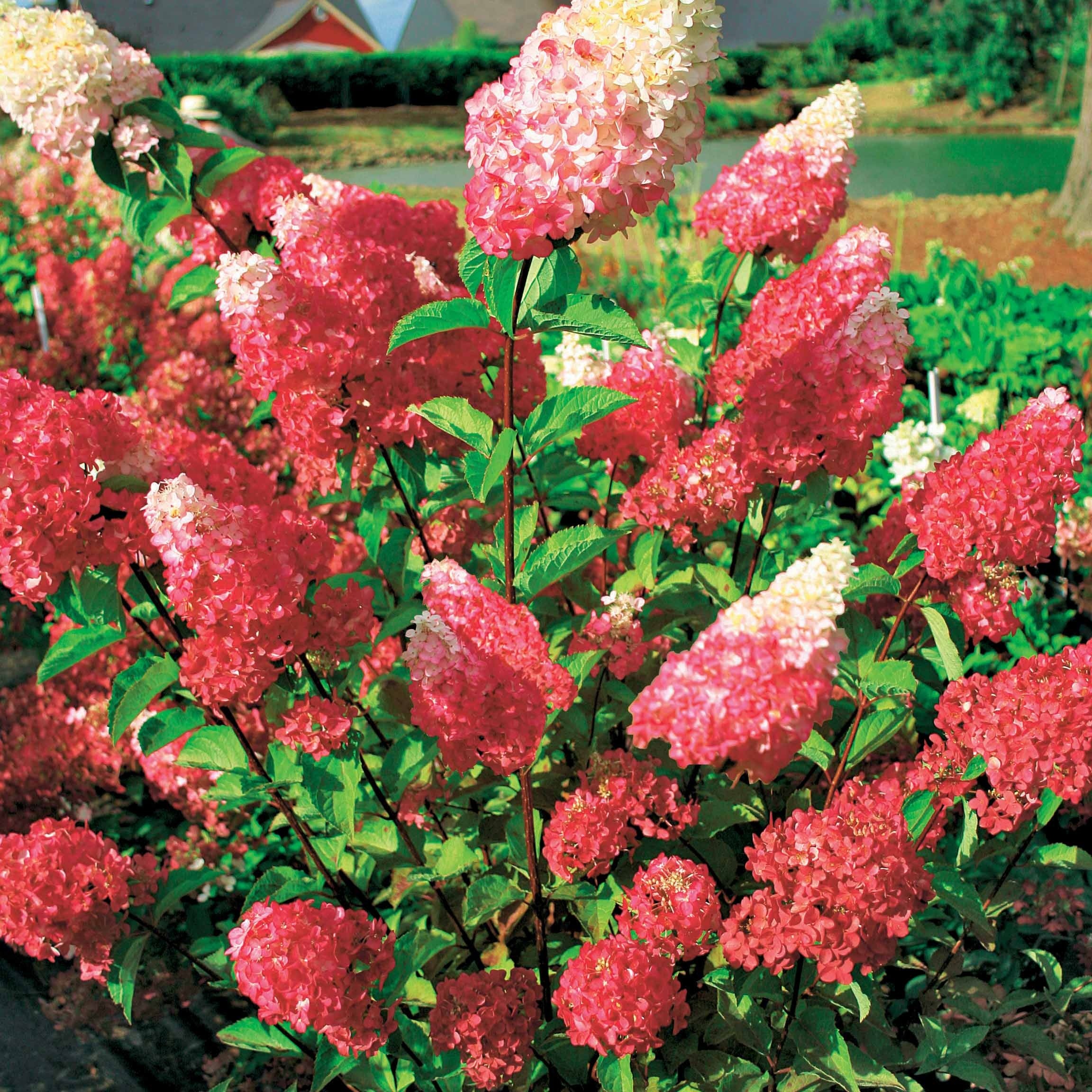 2 Hortensias Fraise Melba® 'Renba'