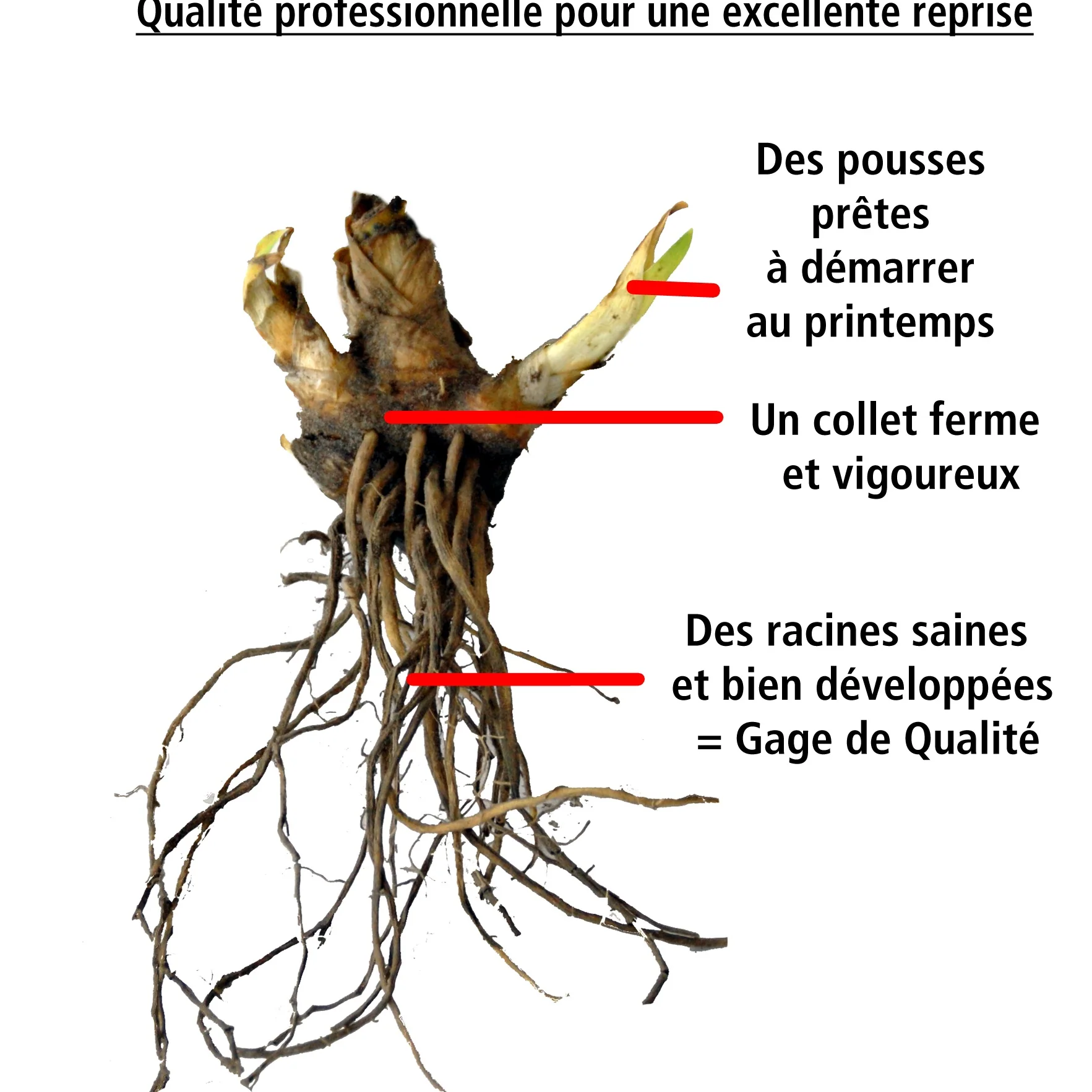2 Iris du Japon Harlequinesque - Image 2