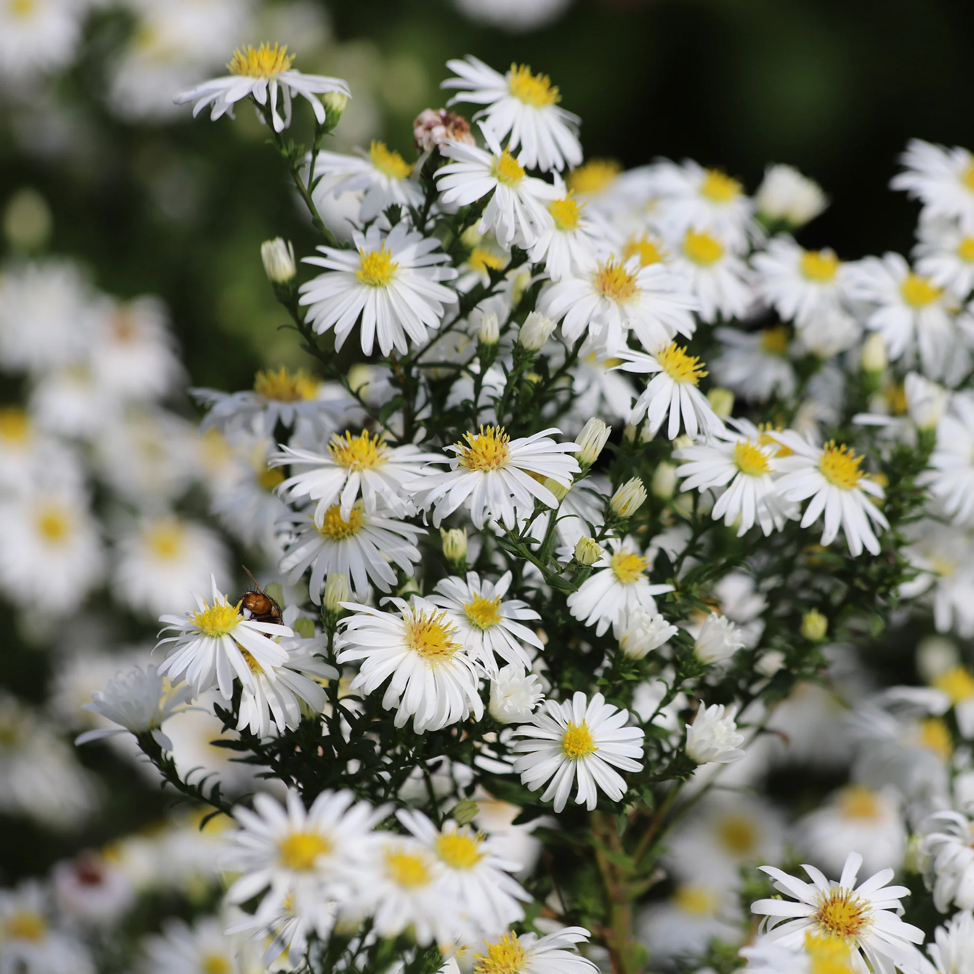 Aster nain Snowsprite