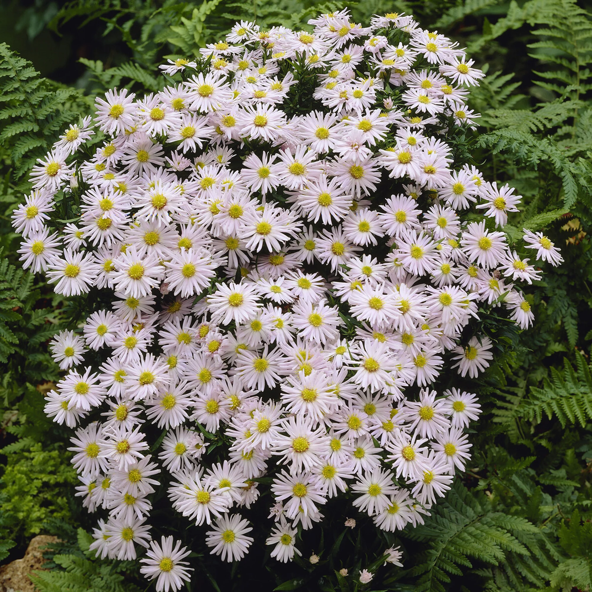 Aster nain Snowsprite - Image 2