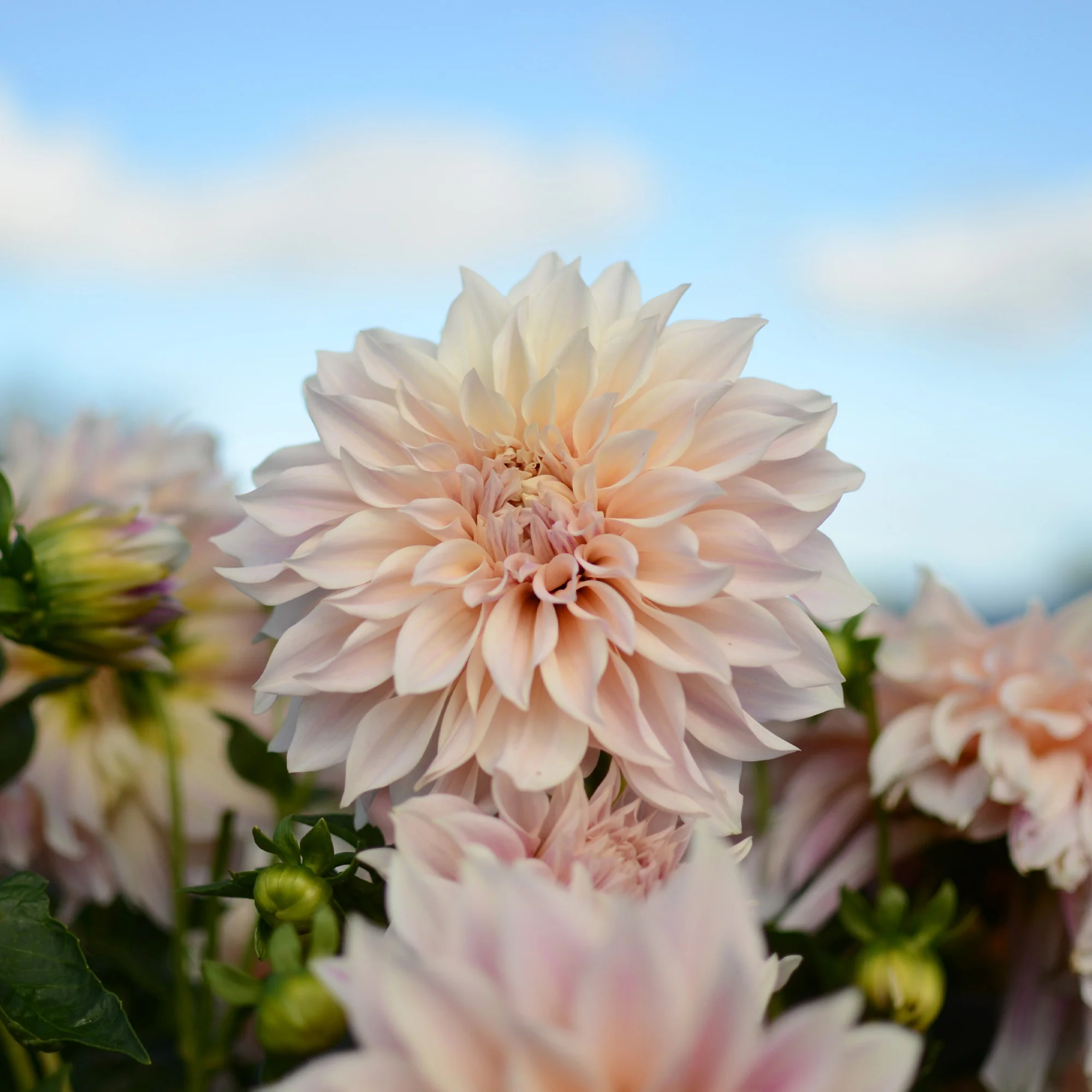 3 Dahlias géant Café au Lait