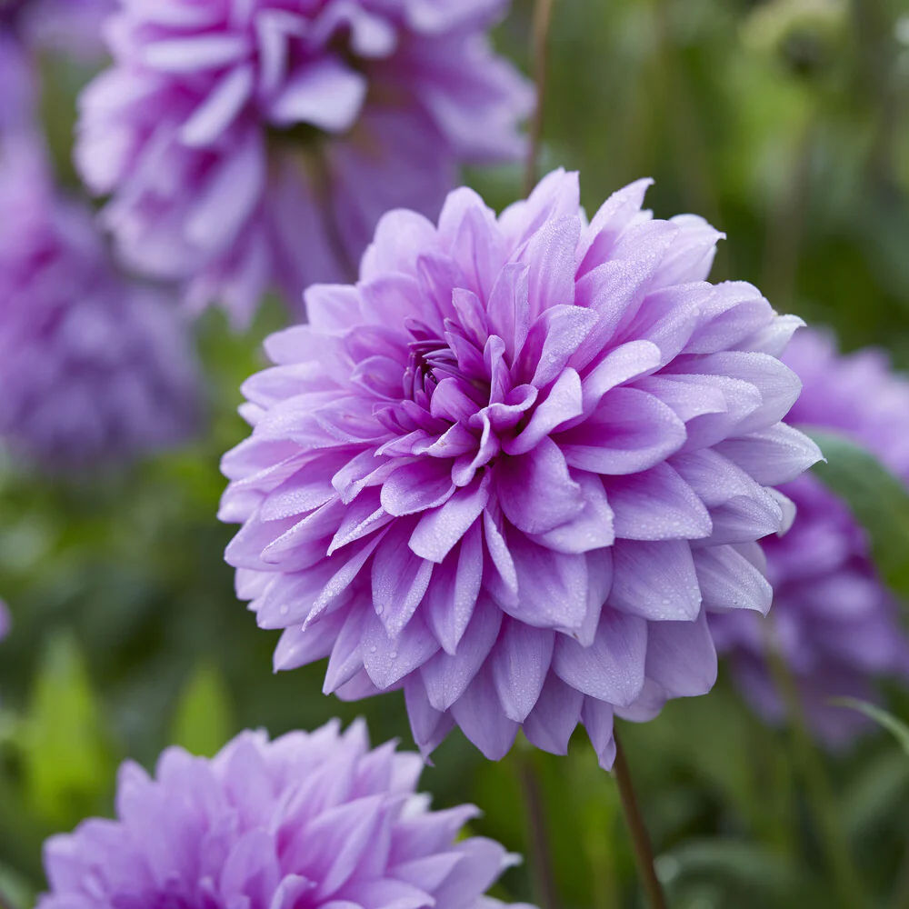 3 Dahlias décoratifs Blue Boy