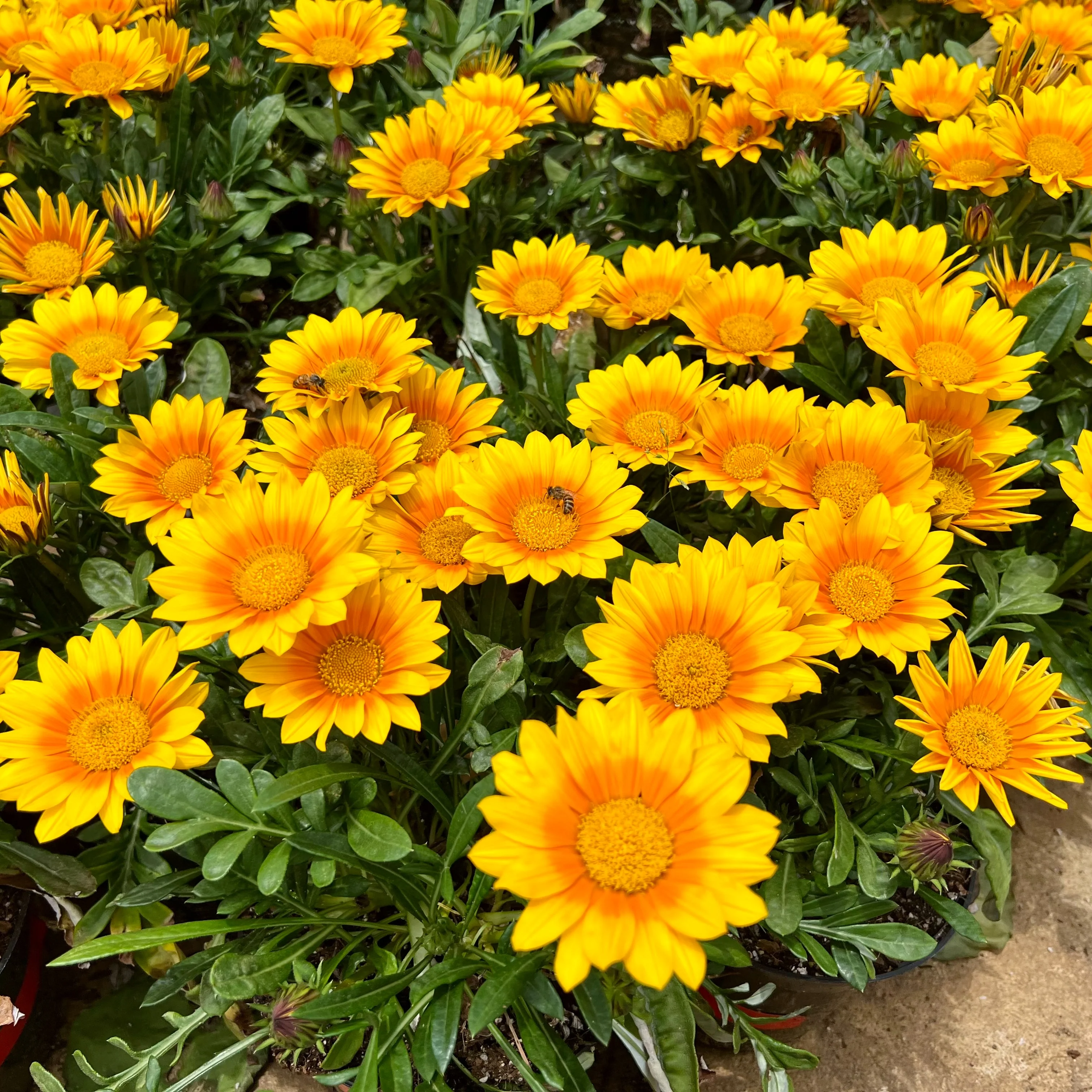 Gazania Suncarpet® - Image 4