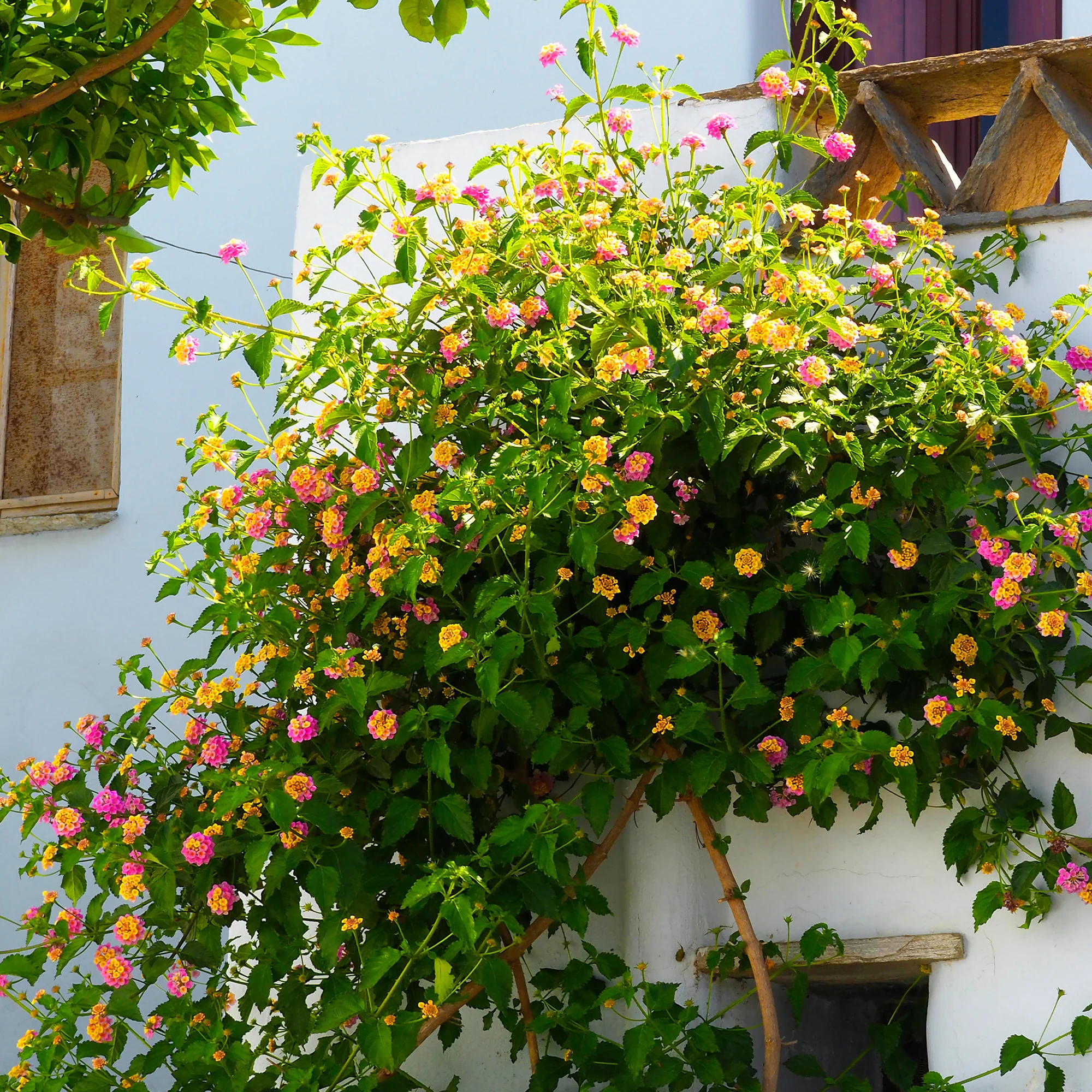 3 Lantana Passionfruit - Image 3