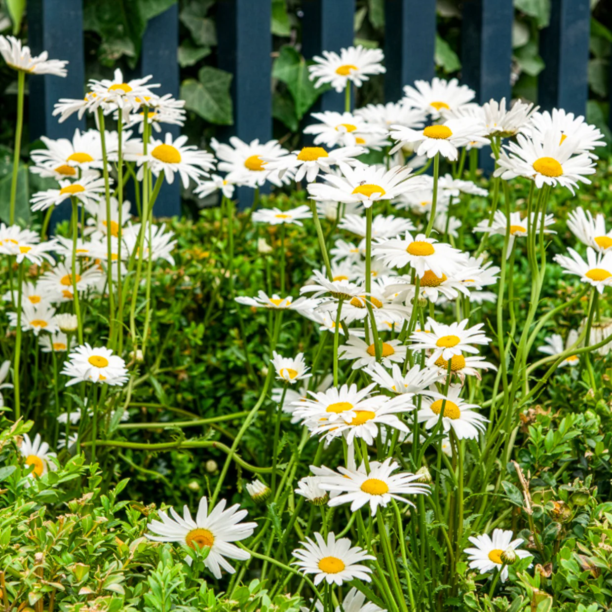 Marguerite commune