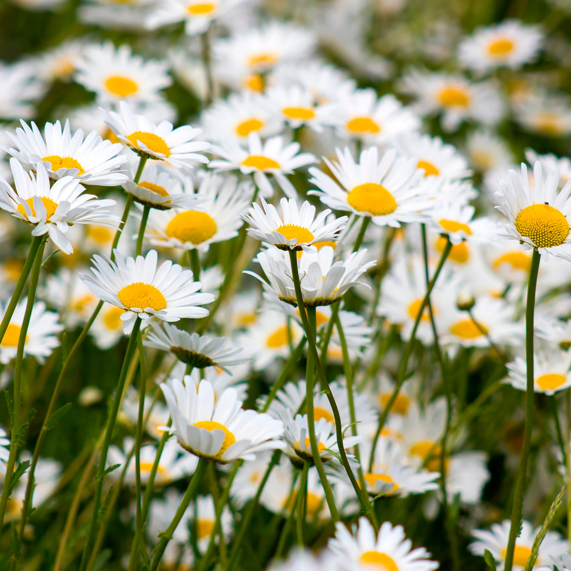 Marguerite commune - Image 5