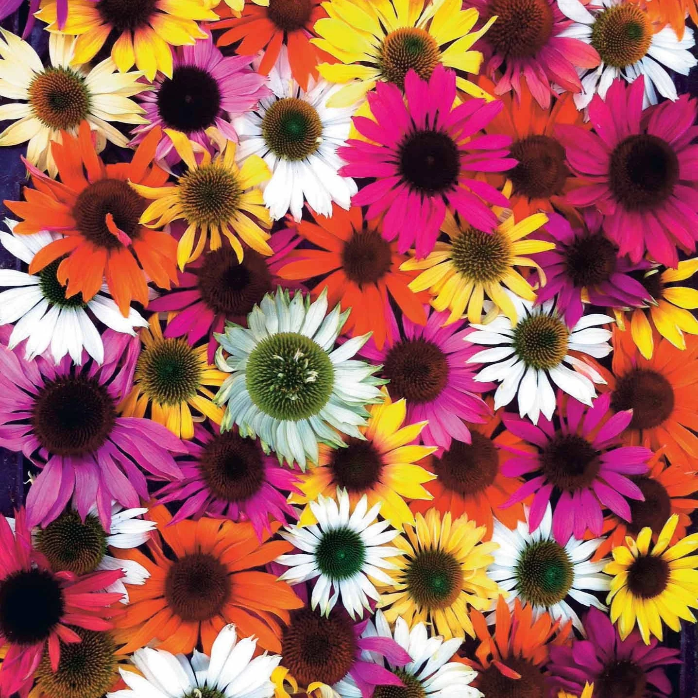 3 Marguerites papillons en mélange