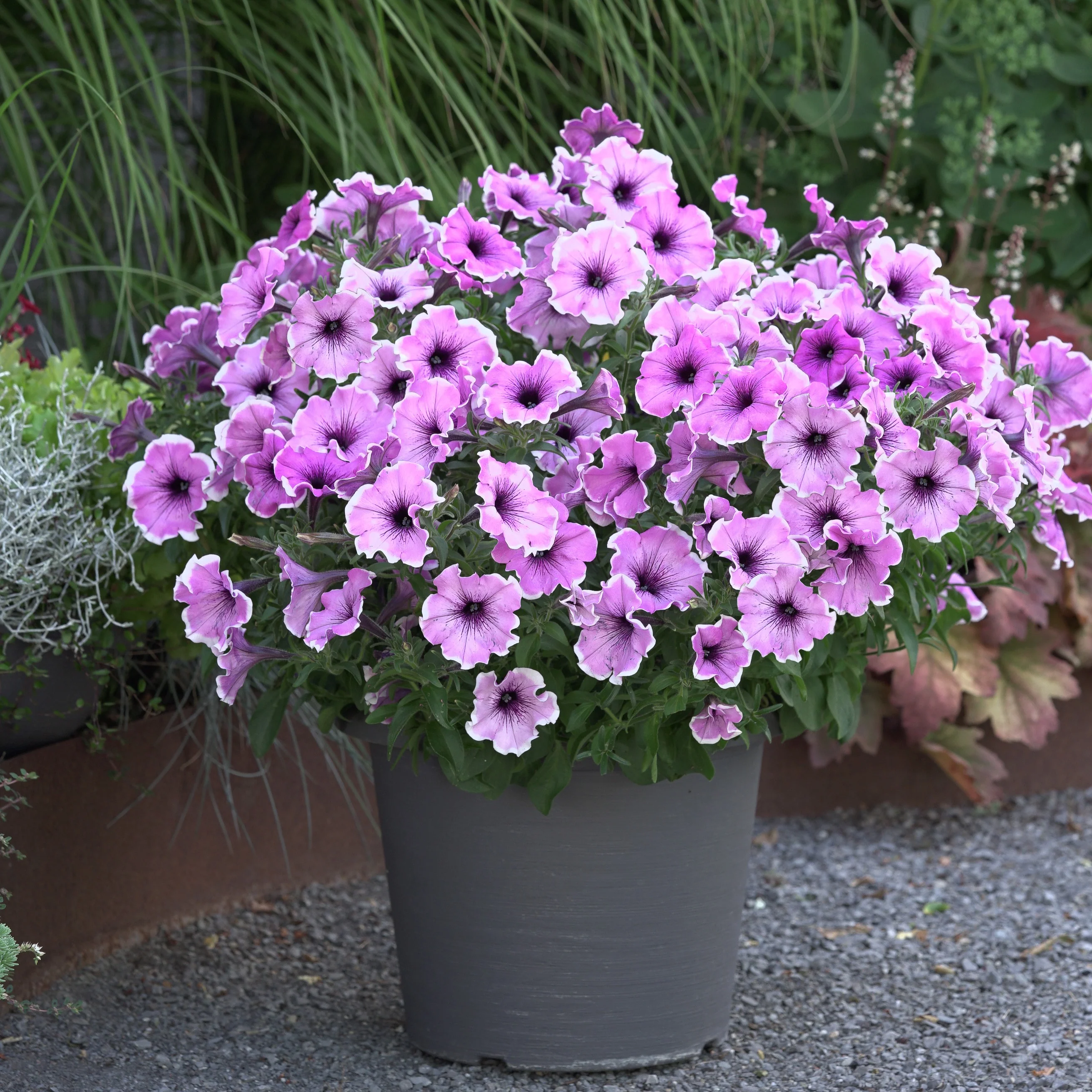 3 Pétunias Lavender Blush