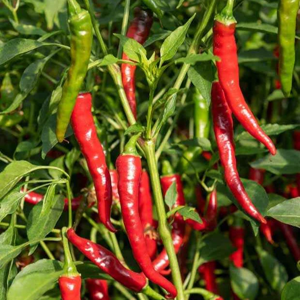 3 Plants de Piment de Cayenne