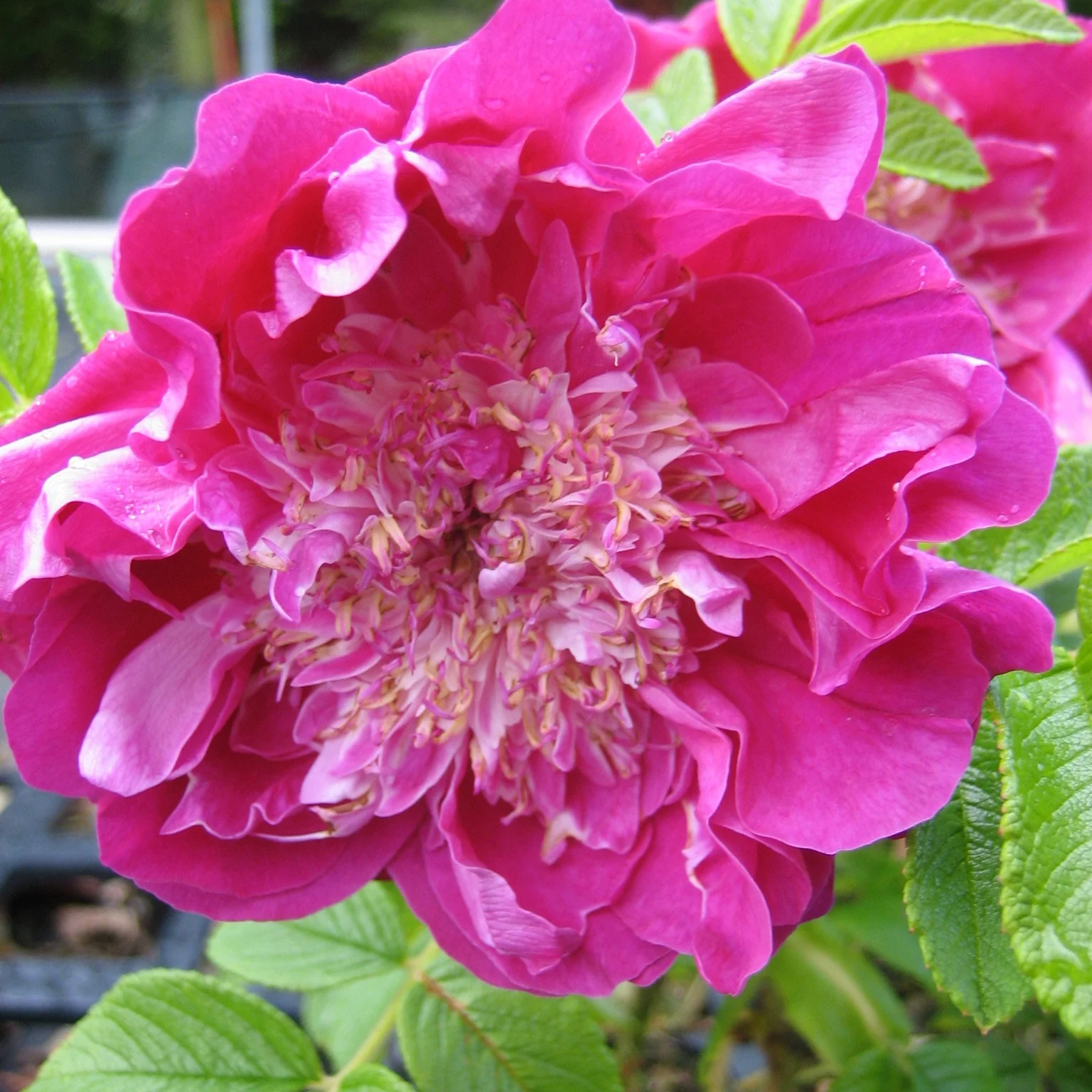 Rosier Pompom Perfume ® pivoine