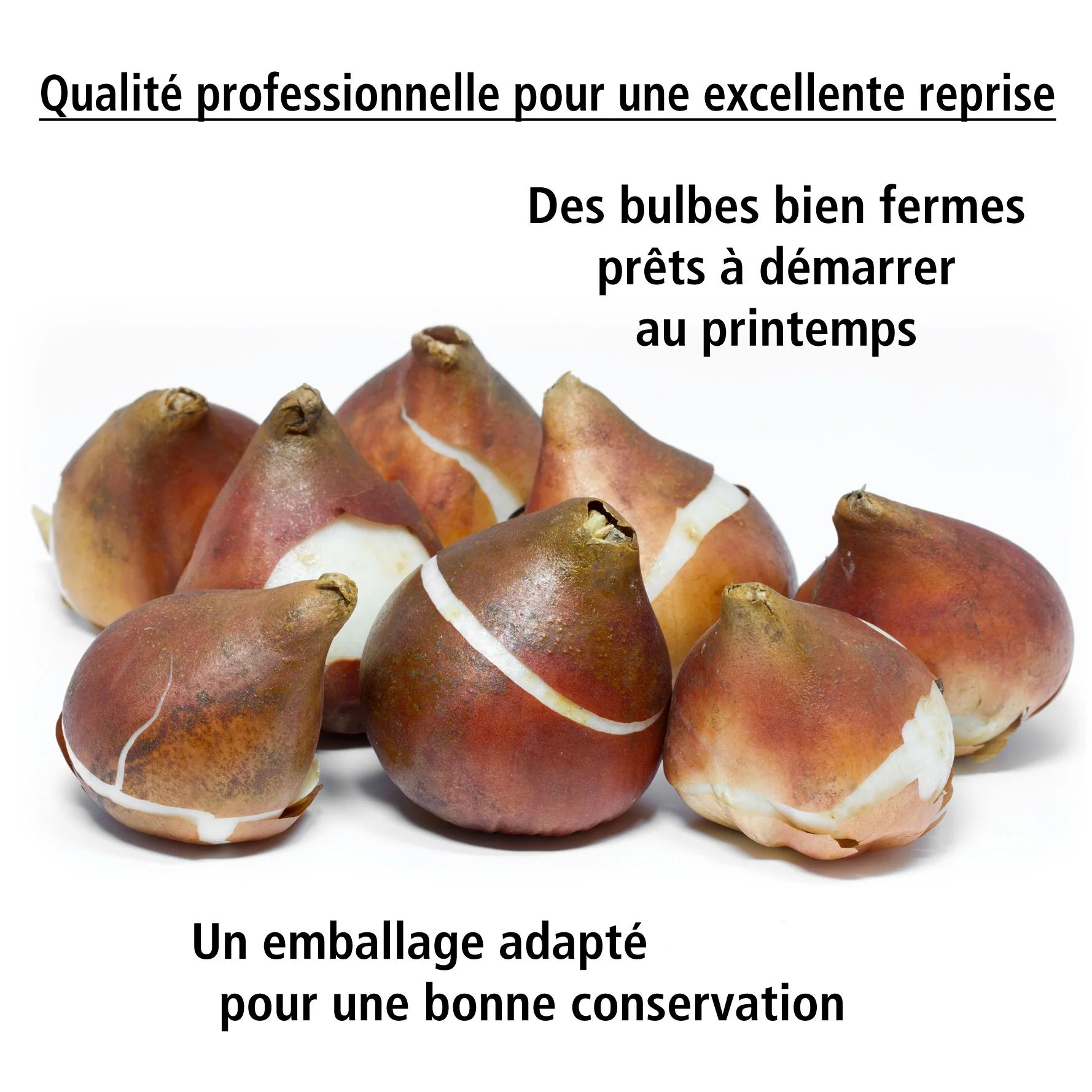 30 Bulbes pour pot fleuri - Image 2