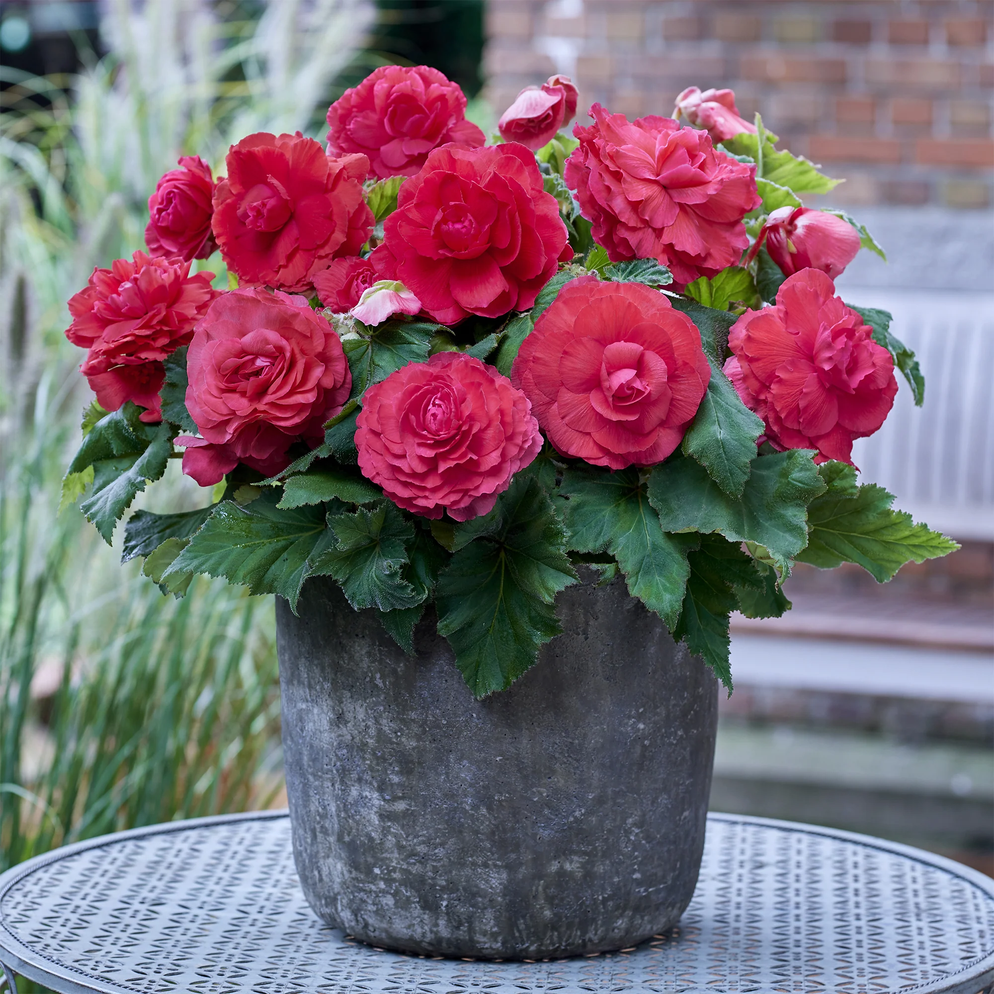 5 Bégonias doubles roses