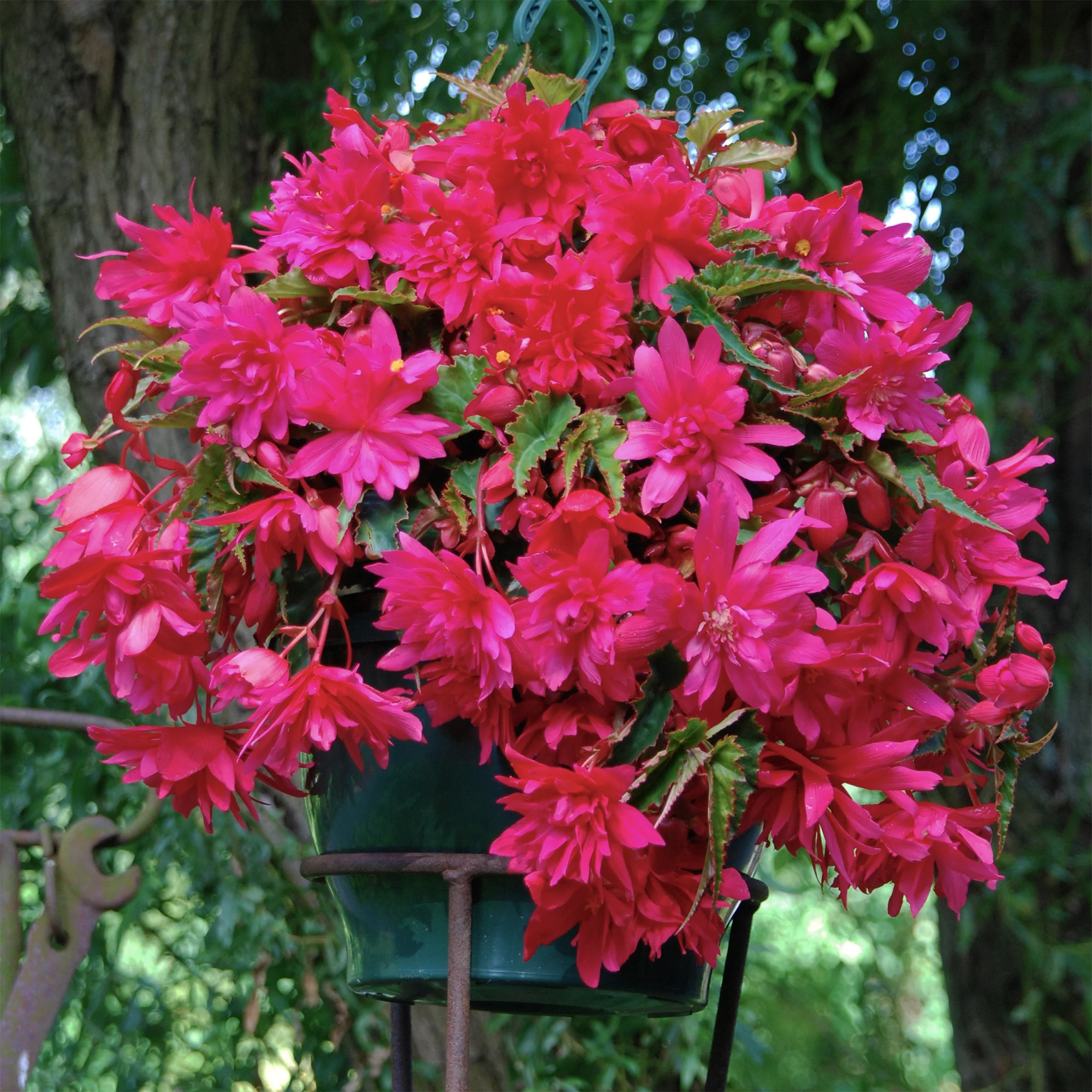 5 Bégonias retombants roses - Image 2