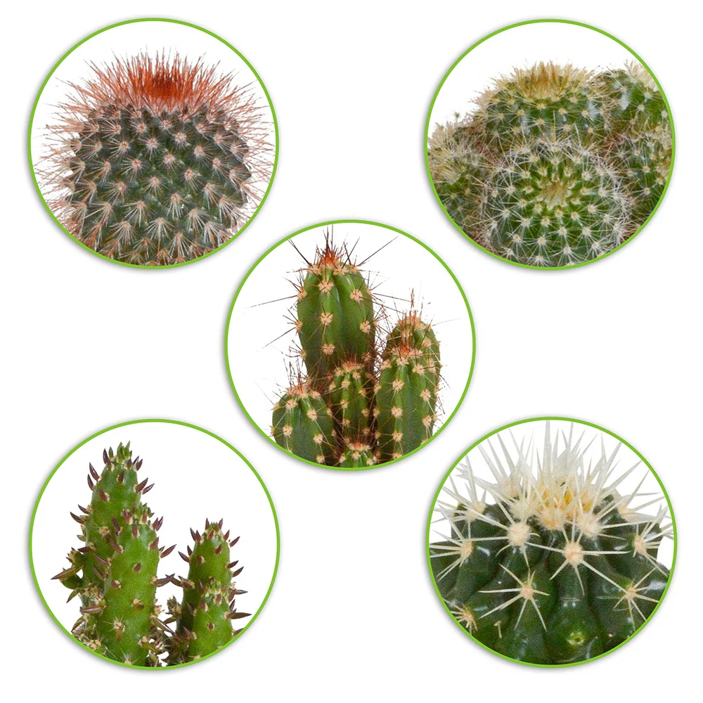 5 cactus en mélange - Mamilaria, Echinocactus, Eriocactus, Opuntiae - Image 2