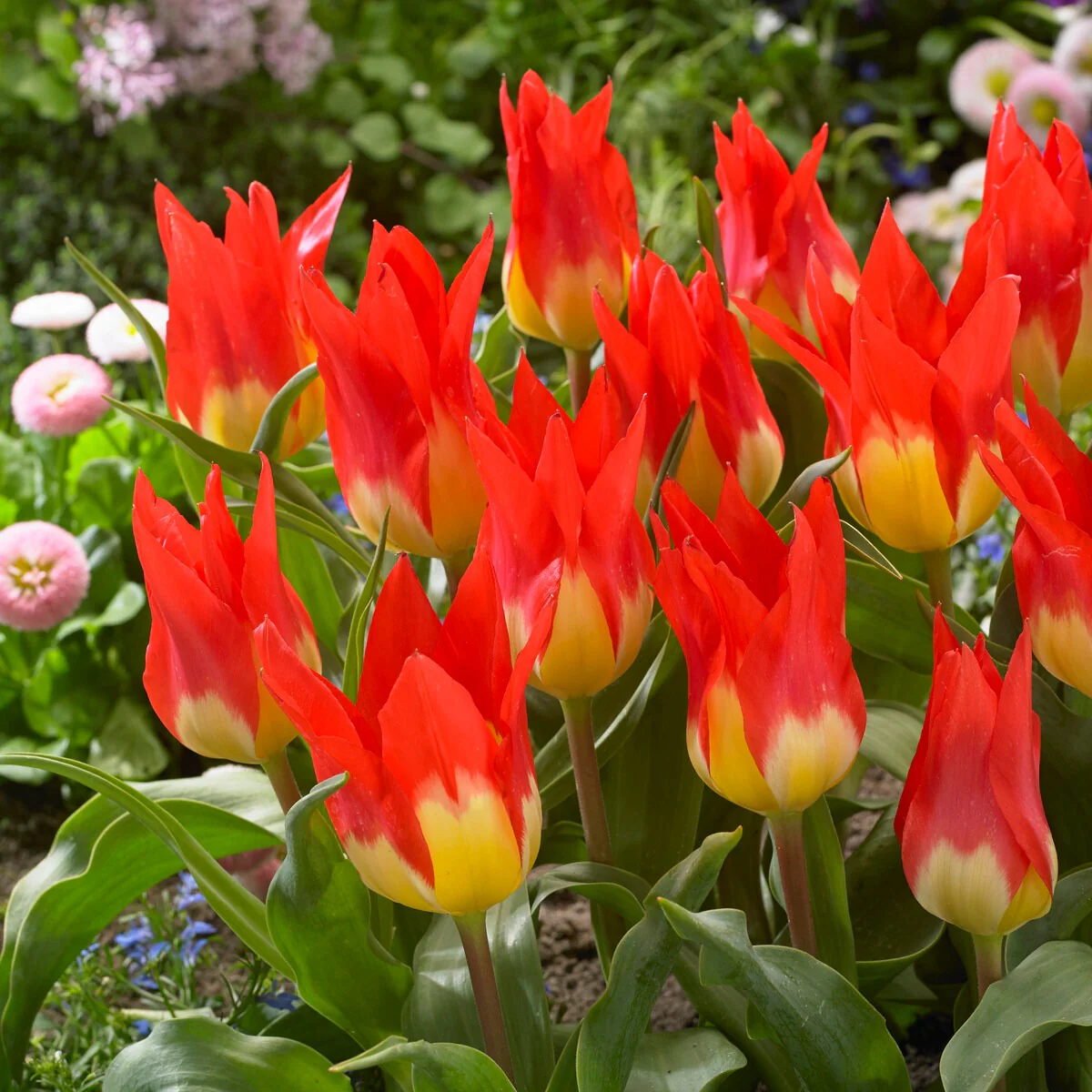 5 Tulipes 'Flames Mystery' - Image 3