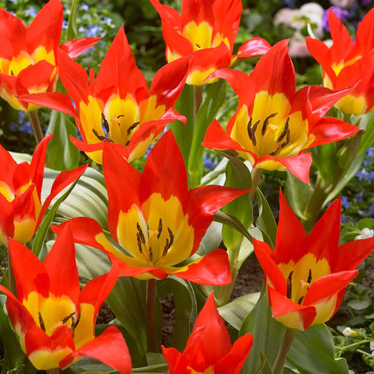 5 Tulipes 'Flames Mystery' - Image 5