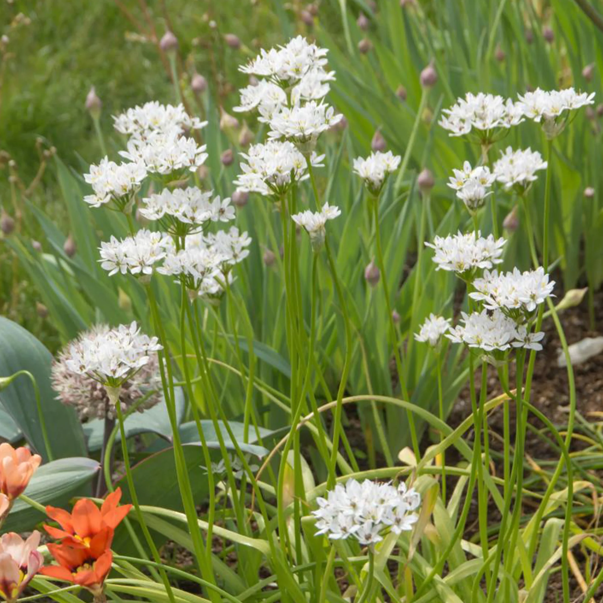 50 Alliums d'ornement de Naples - Image 3