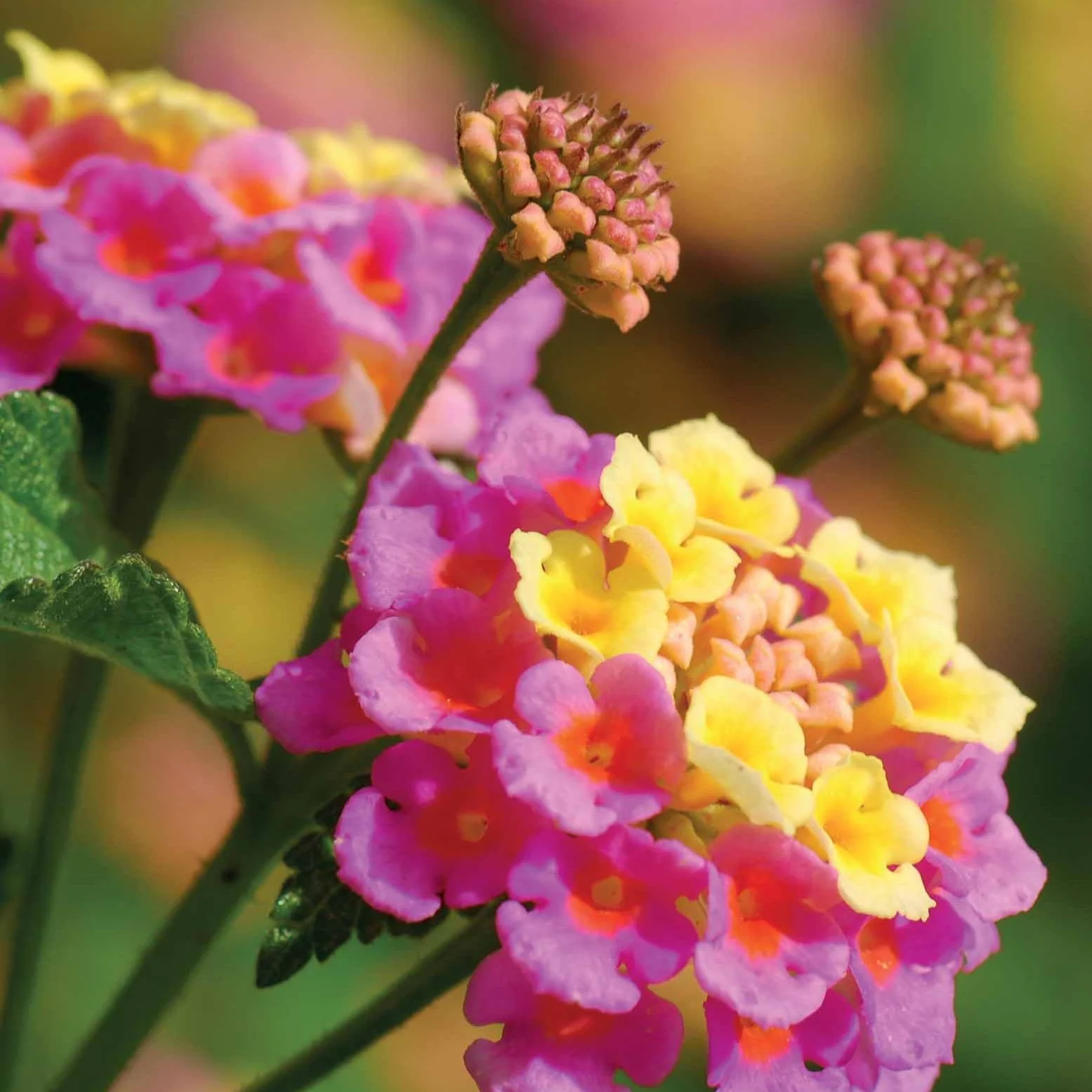 6 Lantanas en mélange - Image 2