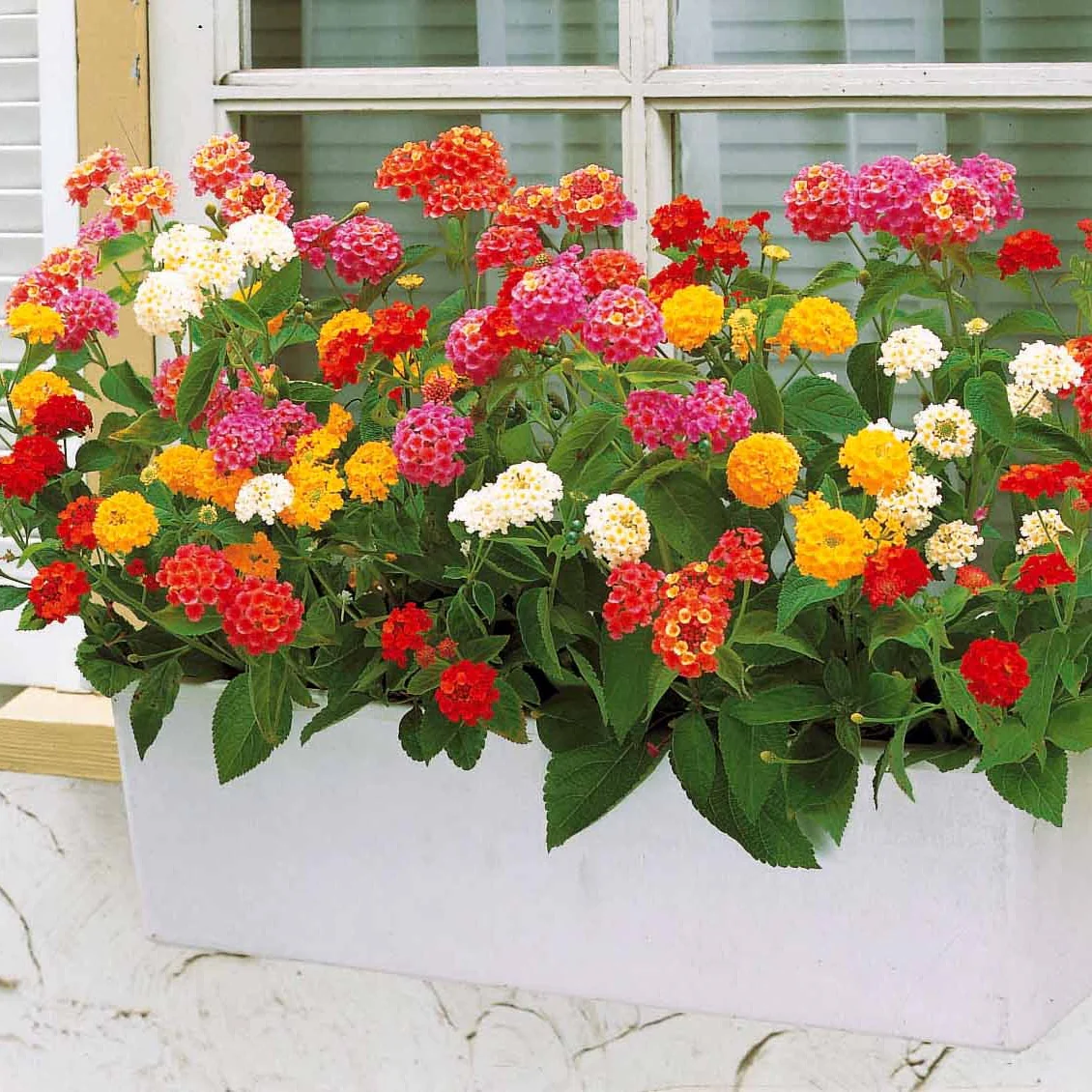 6 Lantanas en mélange - Image 3