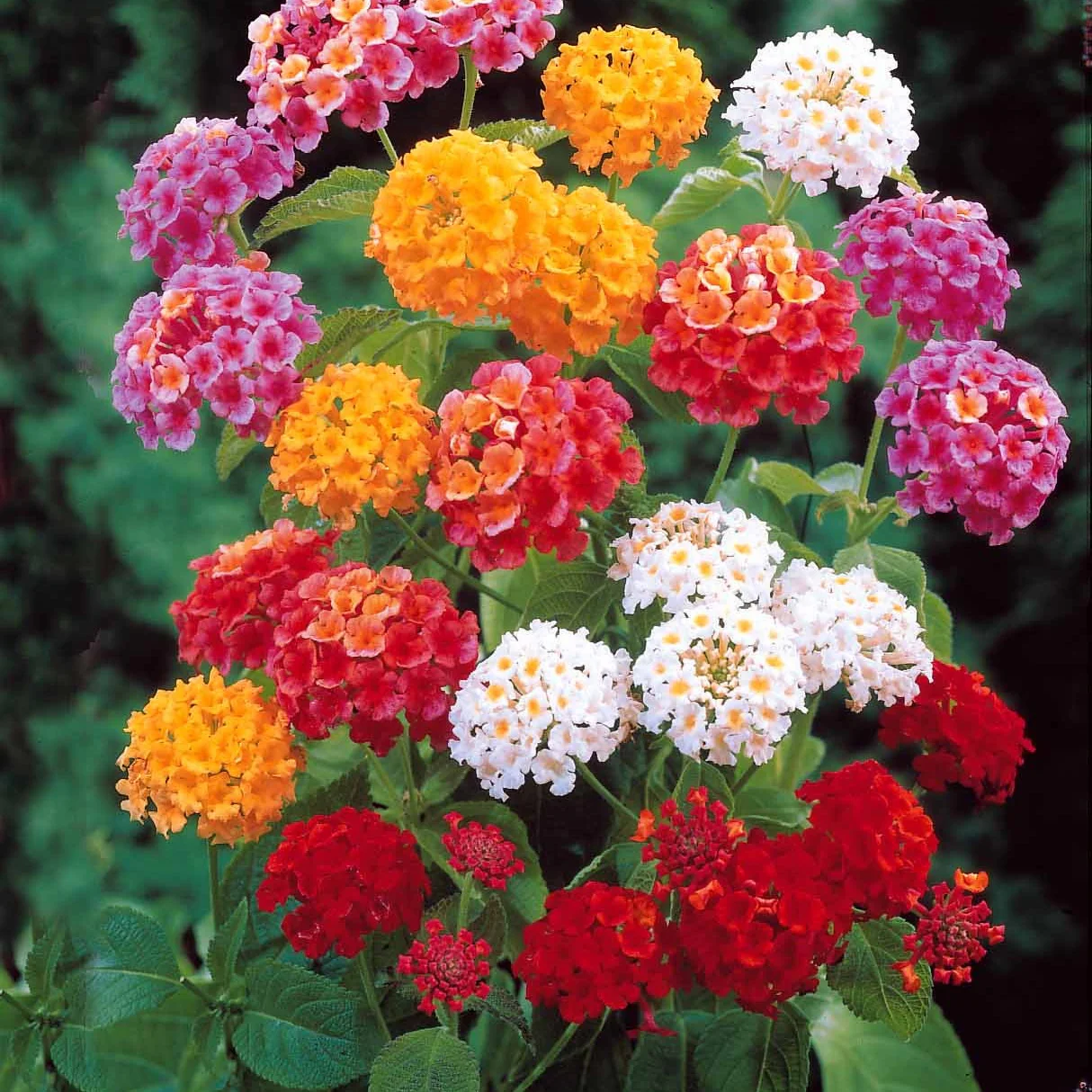 6 Lantanas en mélange - Image 4
