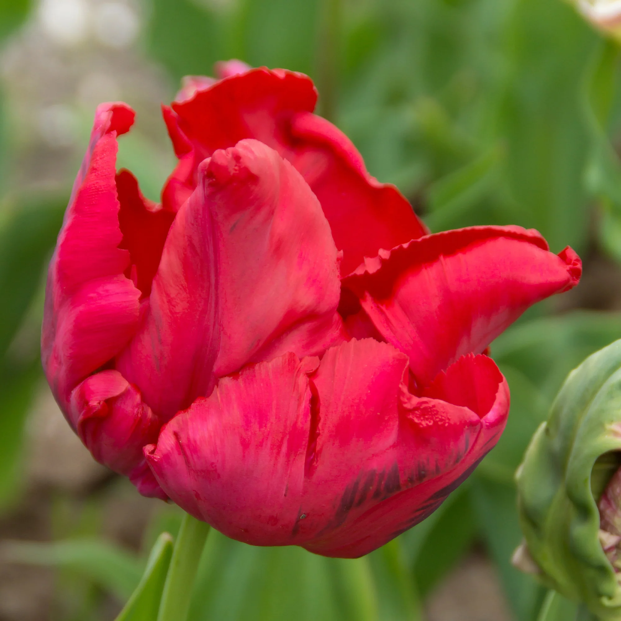 8 Tulipes perroquets Red Madona - Image 2