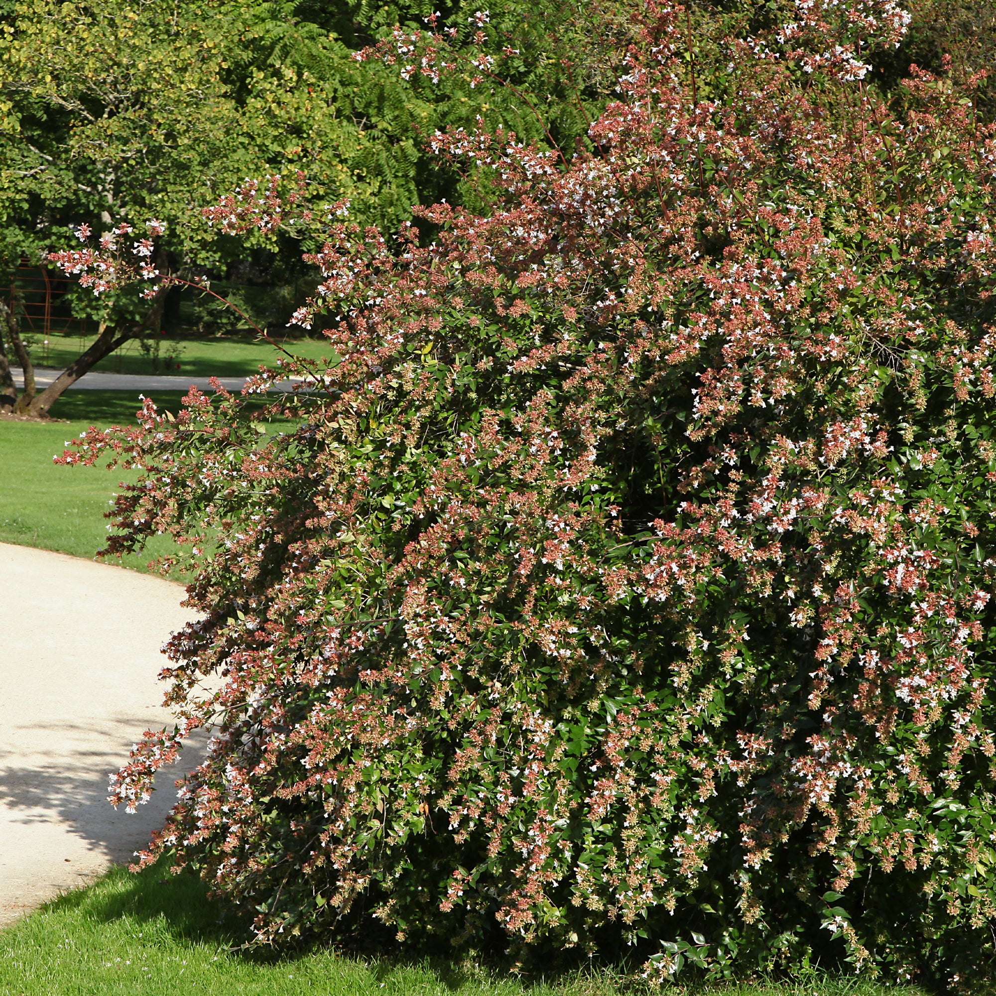 Abélia à grandes fleurs - Image 3