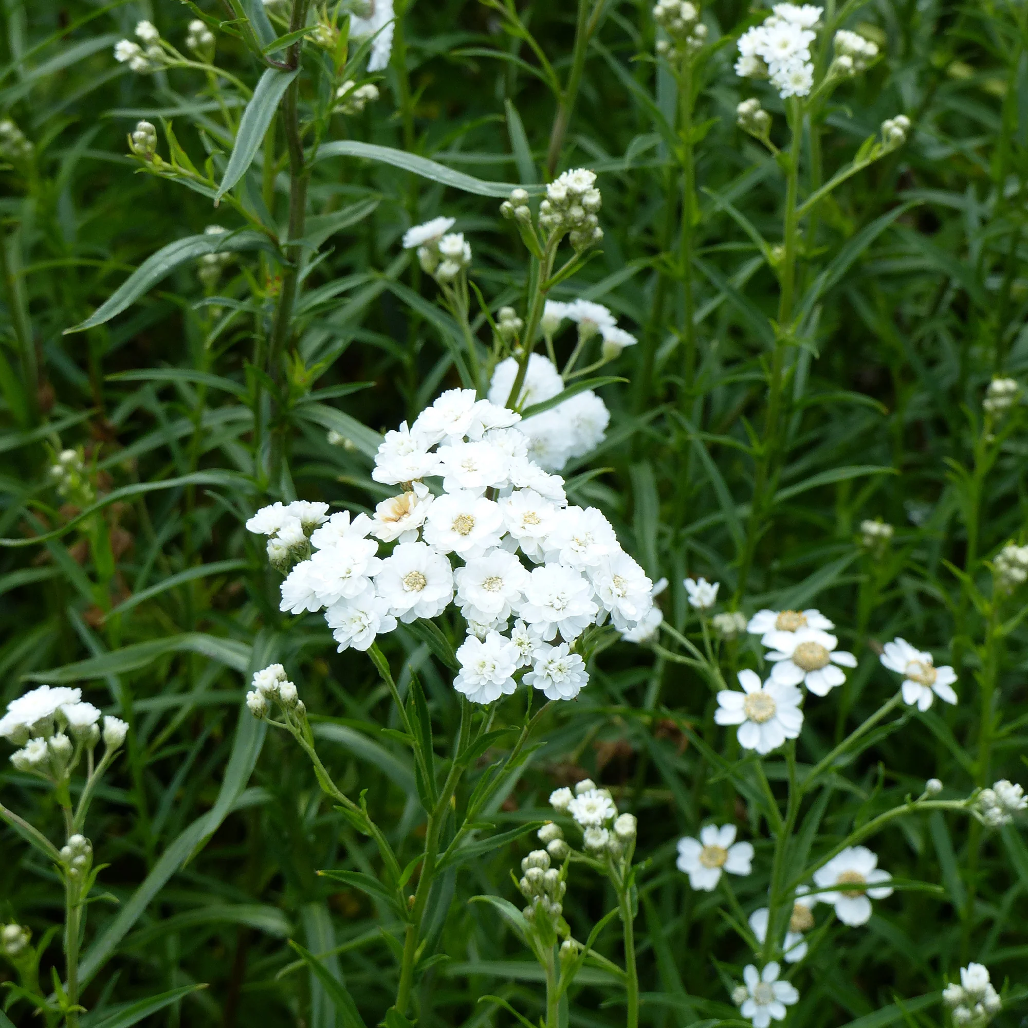 Miniature 1