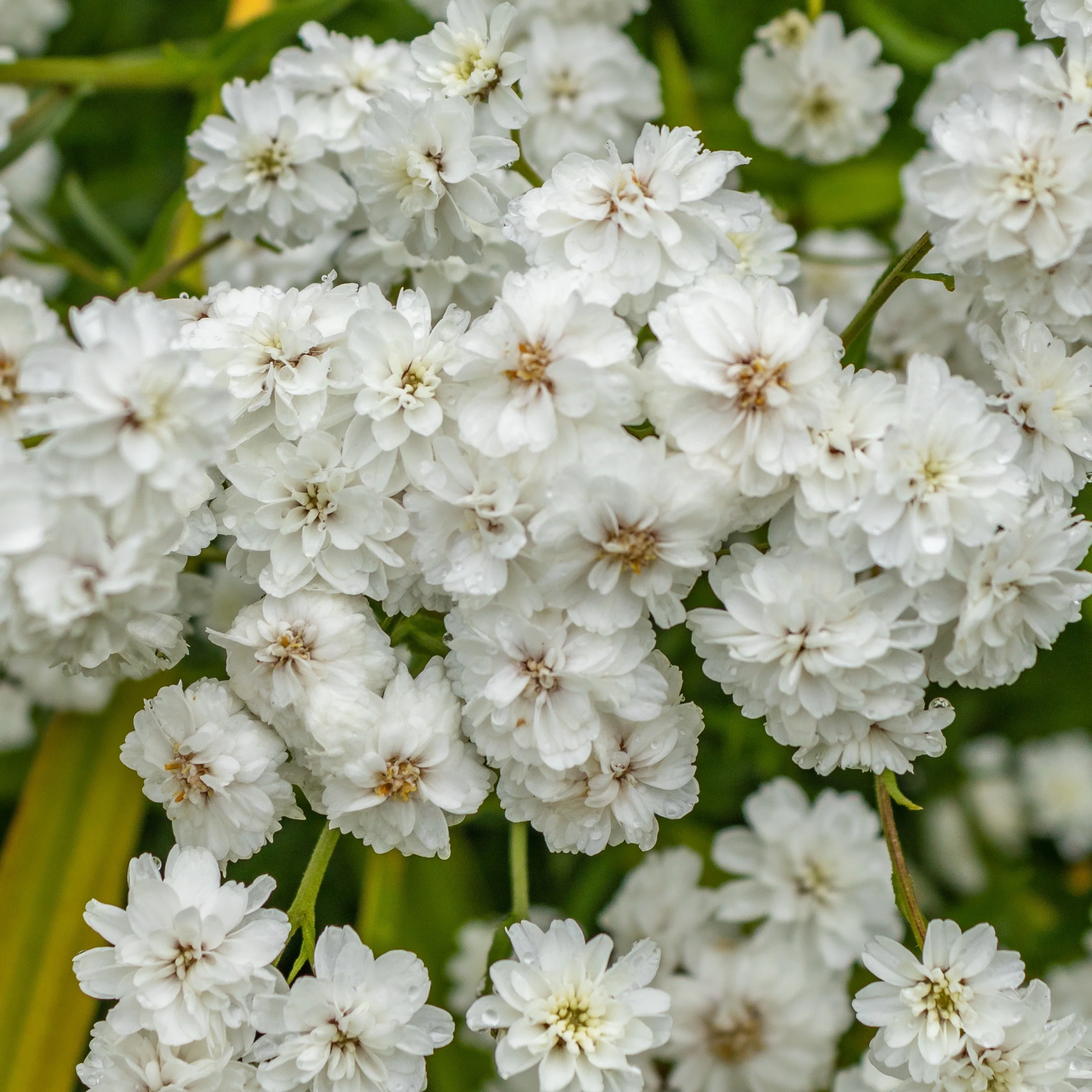3 Achillées Diadem