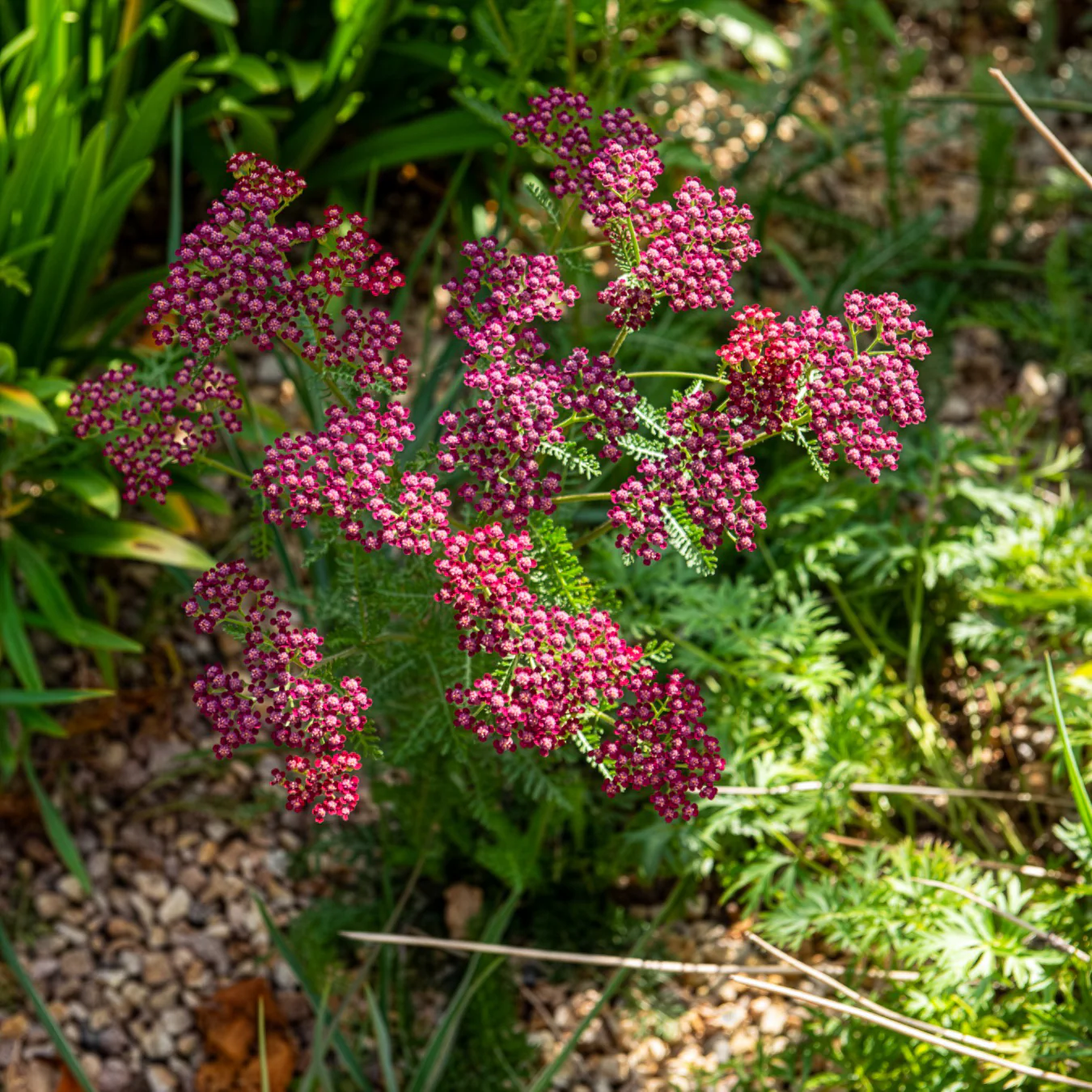 Achillée millefeuille Cassis - Image 2