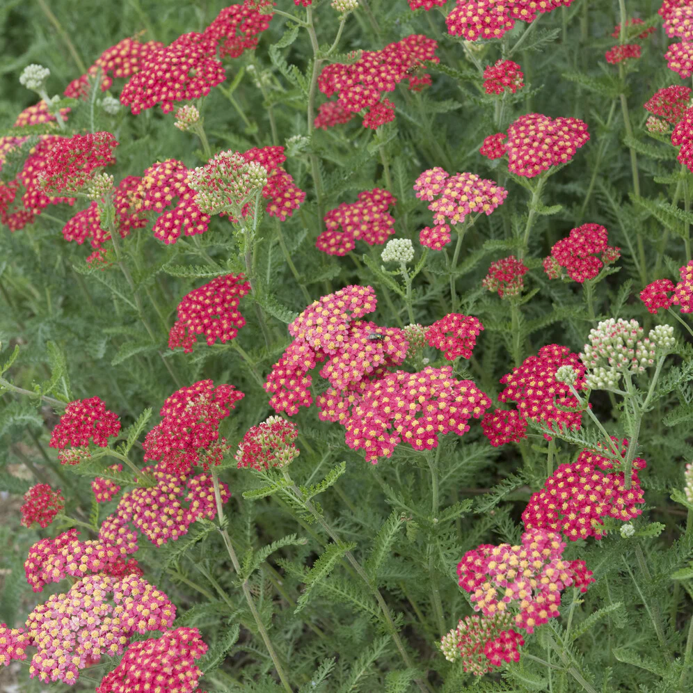 Achillée millefeuille Cerise Queen