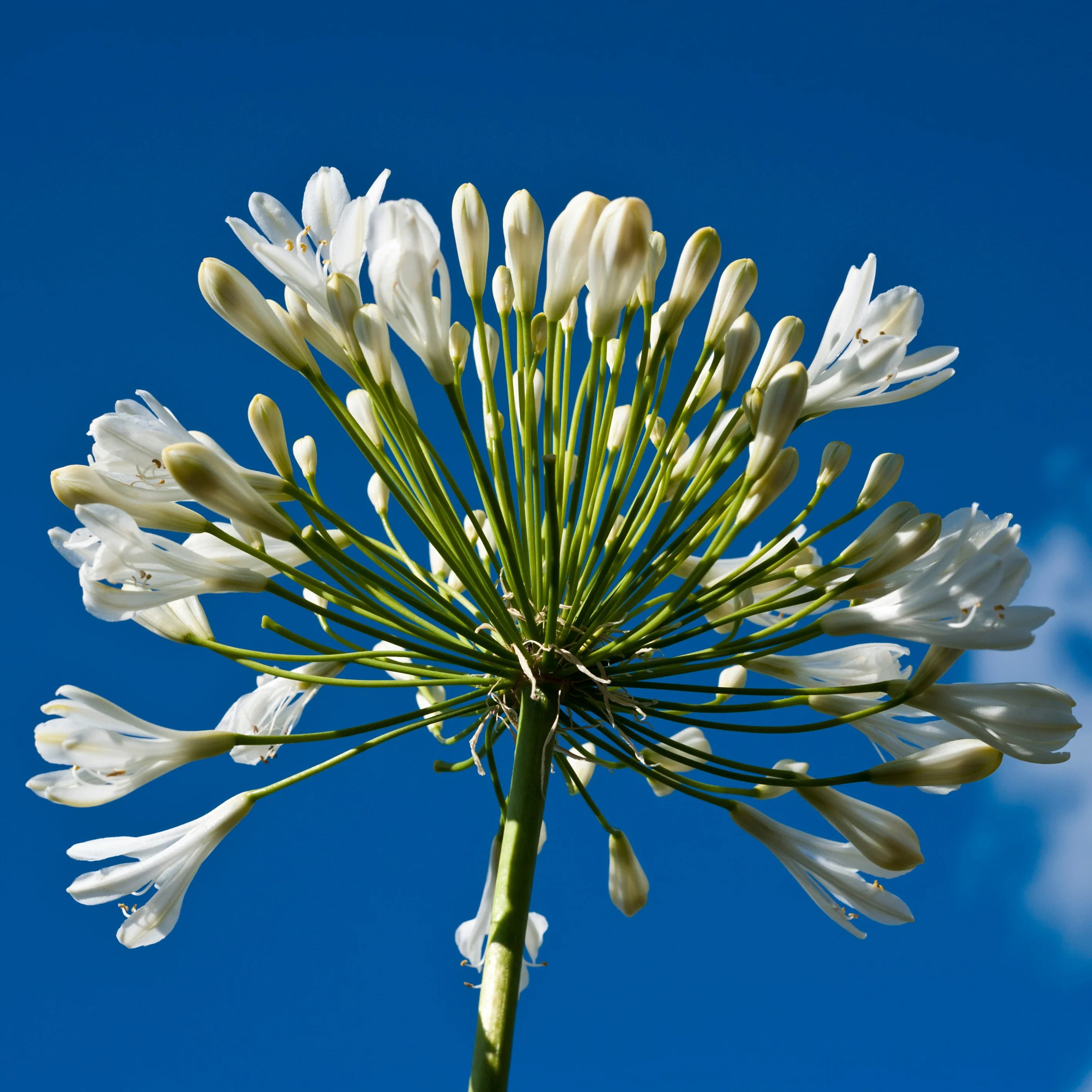 Agapanthe blanche - Image 3