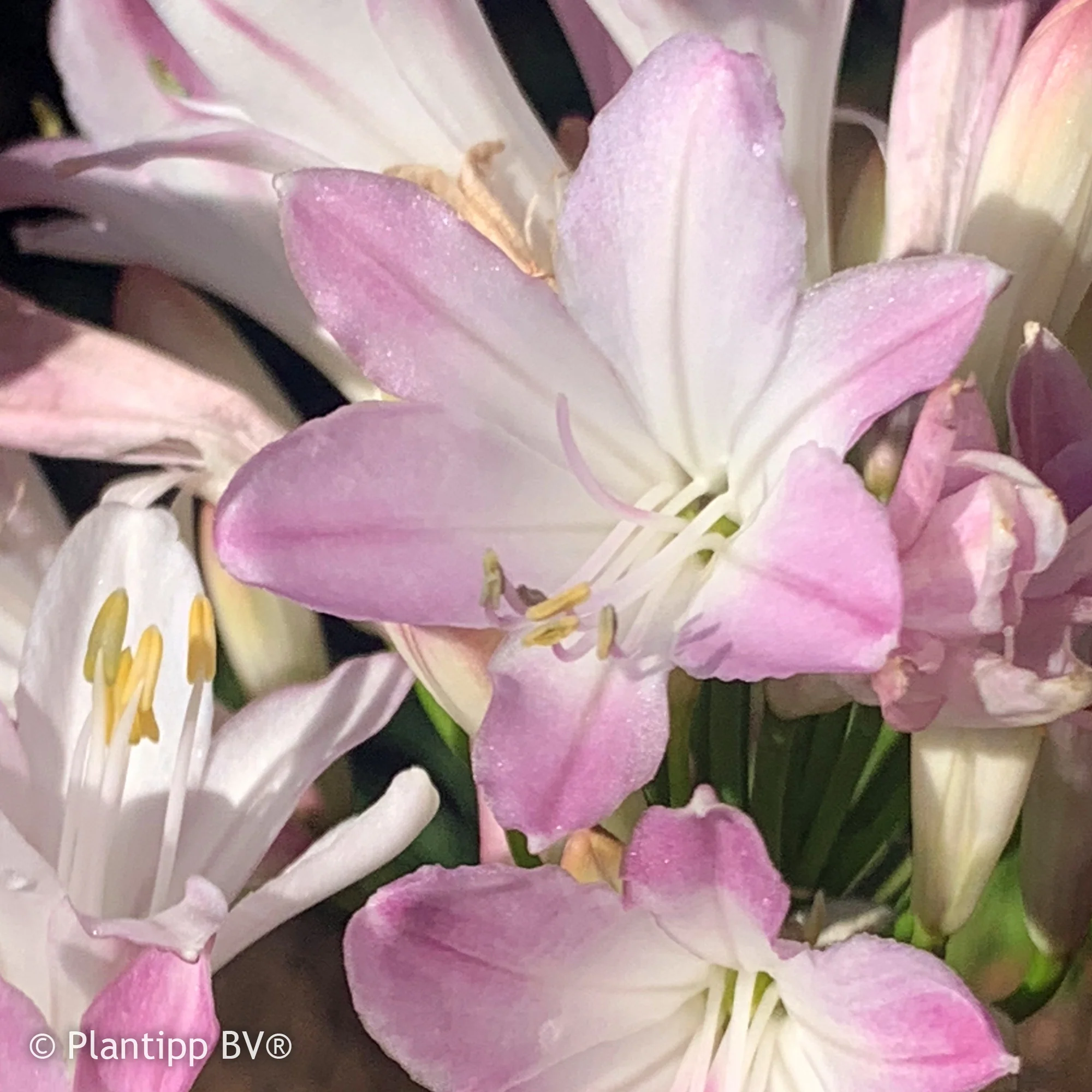Agapanthe Blush Pink - Image 2