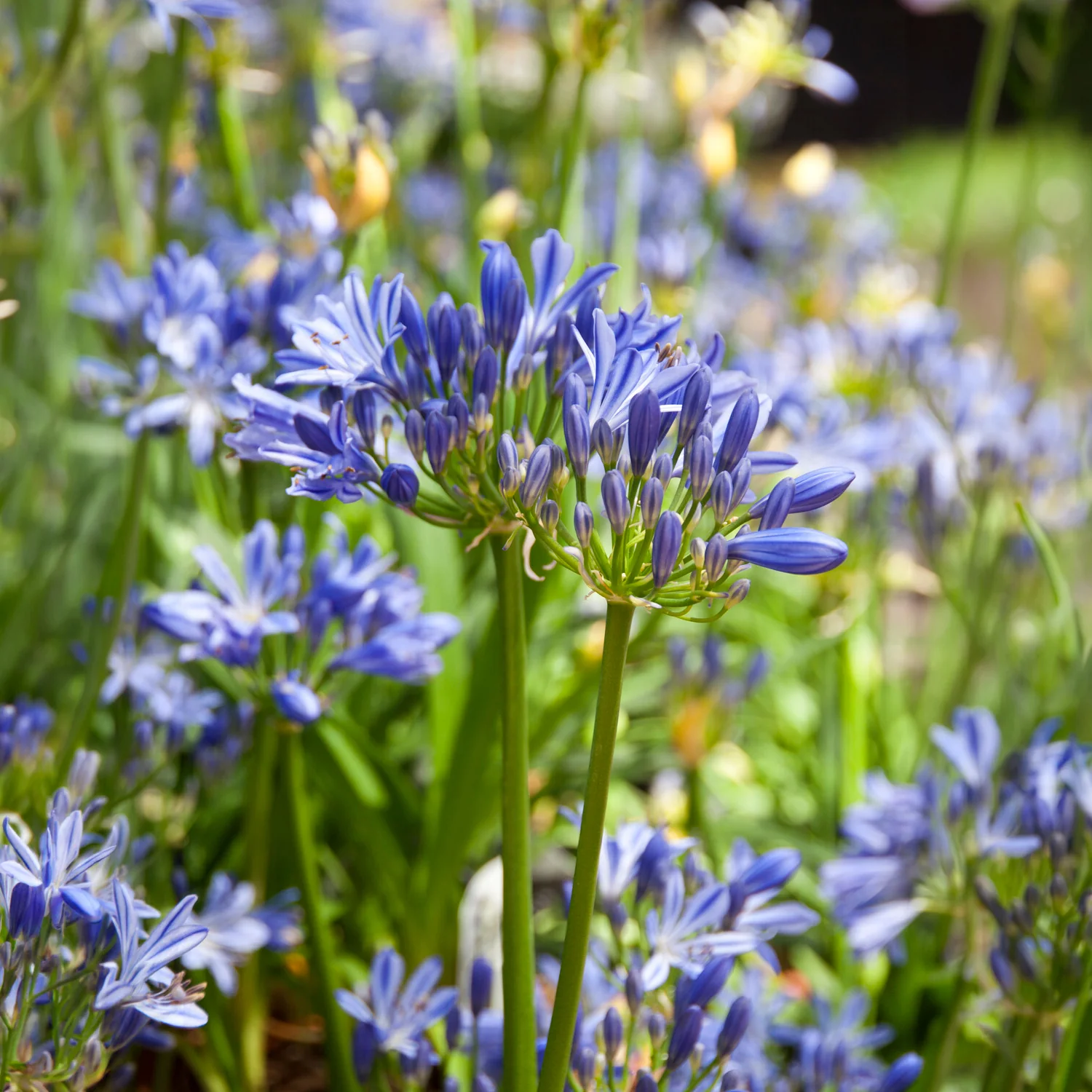 Agapanthe Charlotte