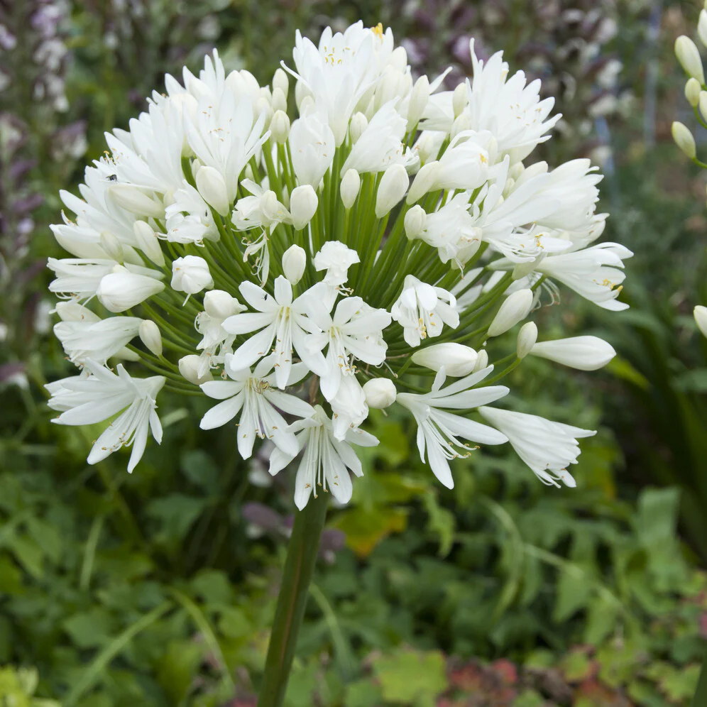 Agapanthe White Heaven - Image 2