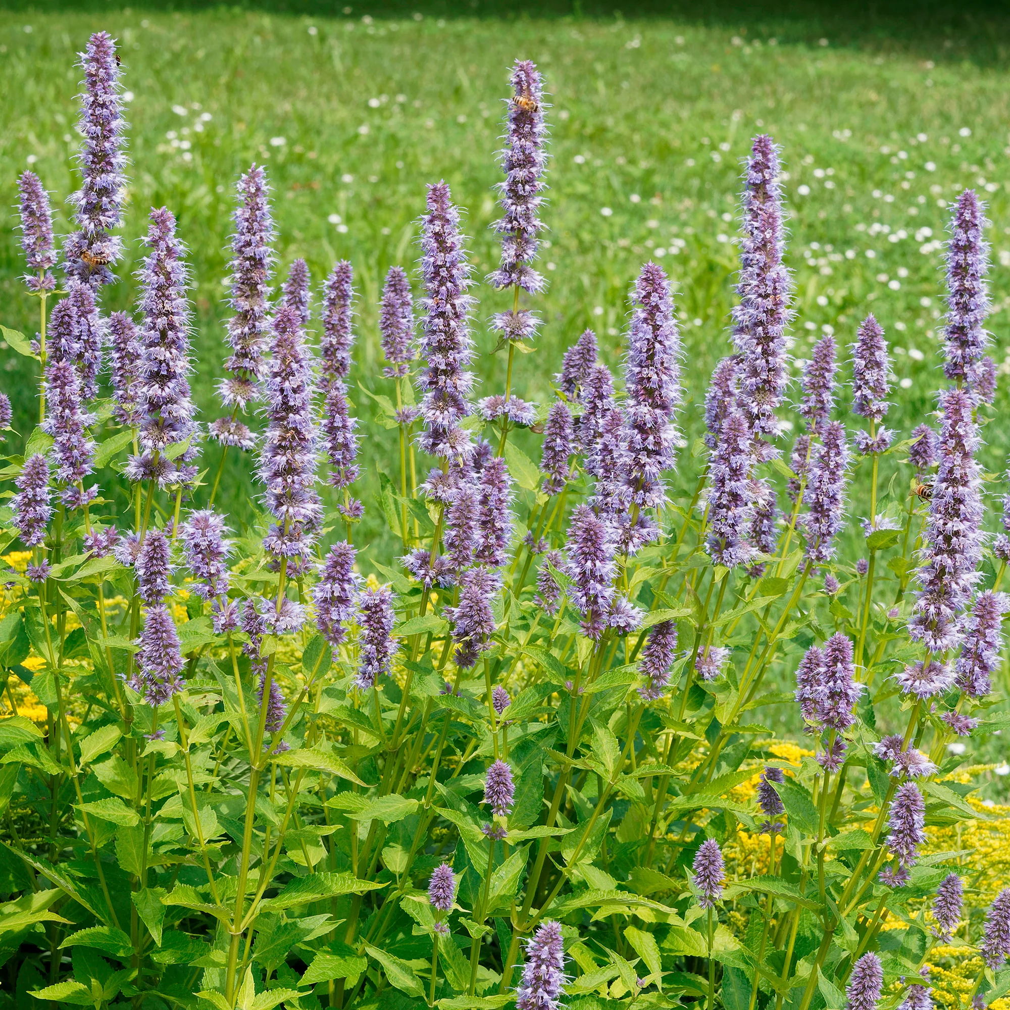 Agastache fenouil - Image 3