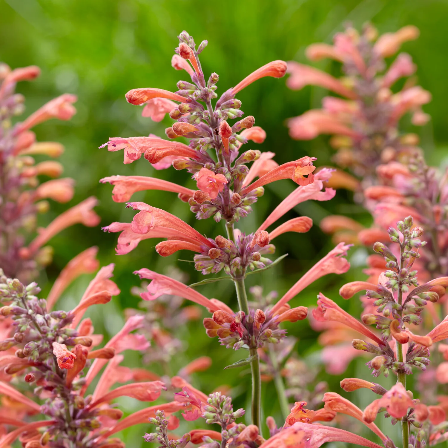 Agastache Kudos Coral - Image 3