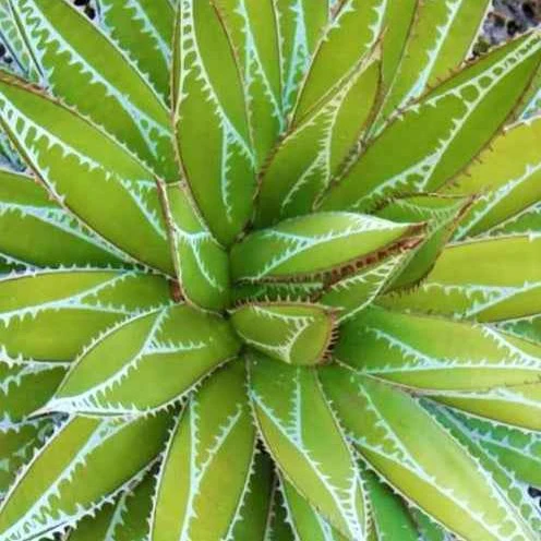 Agave Impressive