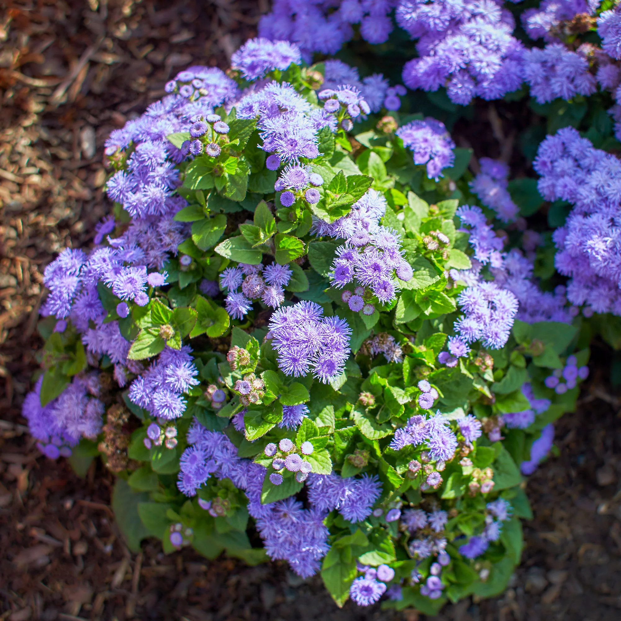 Ageratum bleu - Image 3