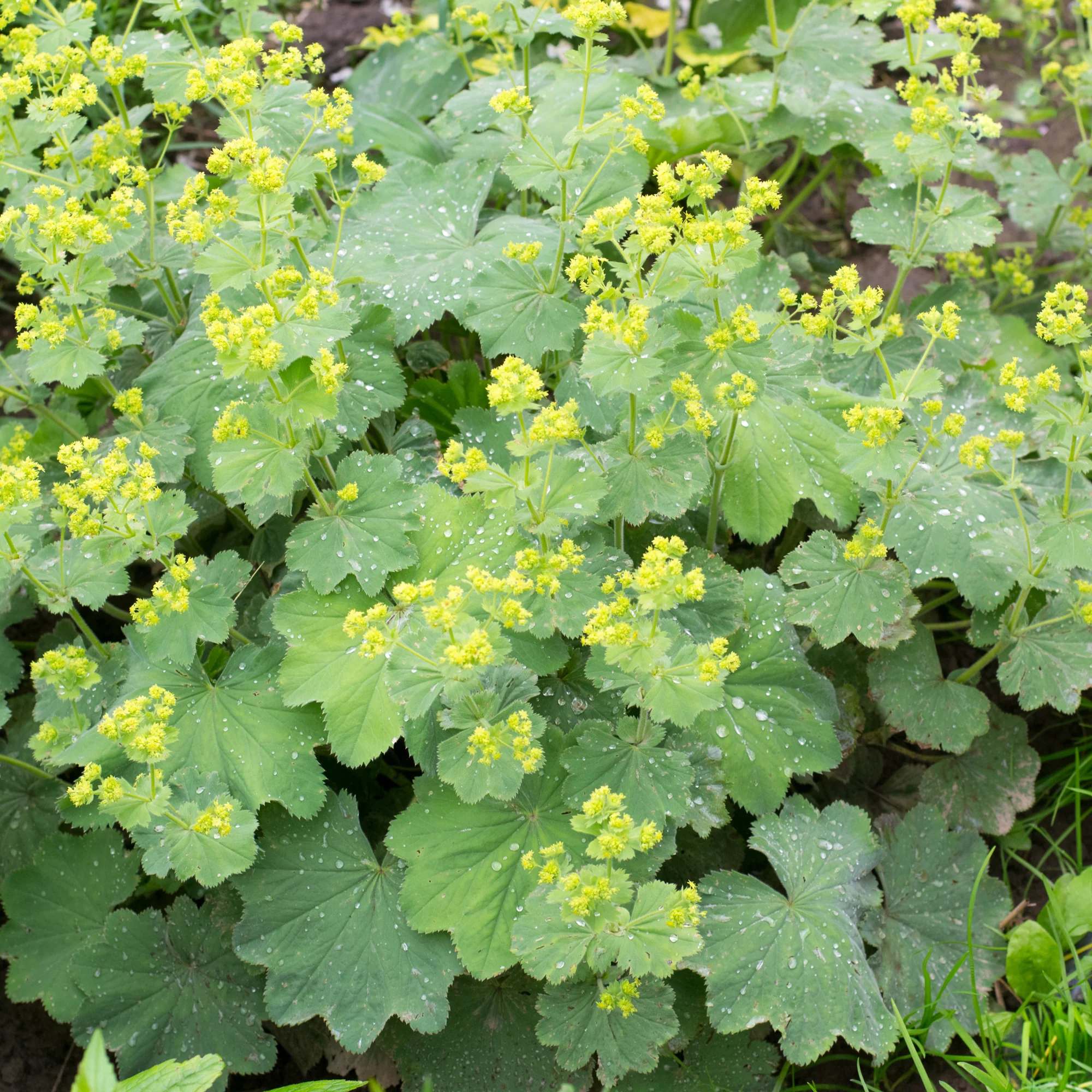 Miniature 1