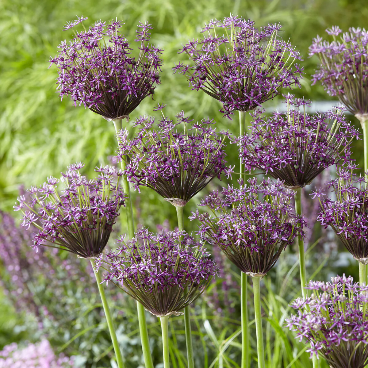 Alliums Miami - Image 2