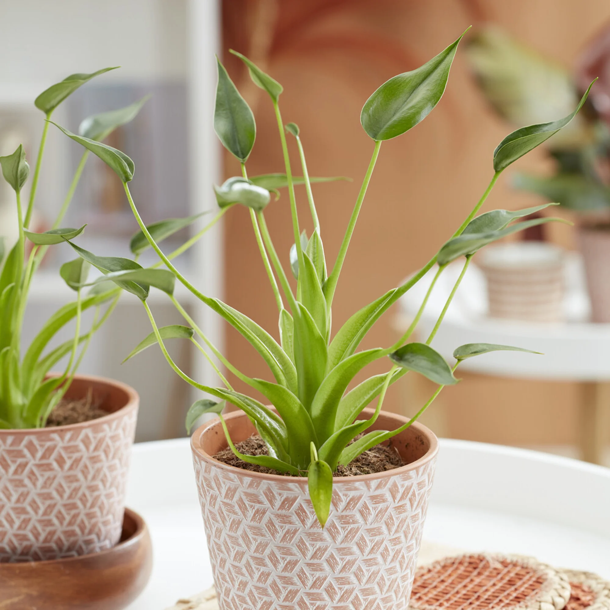 Alocasia Tiny Dancer - Image 2